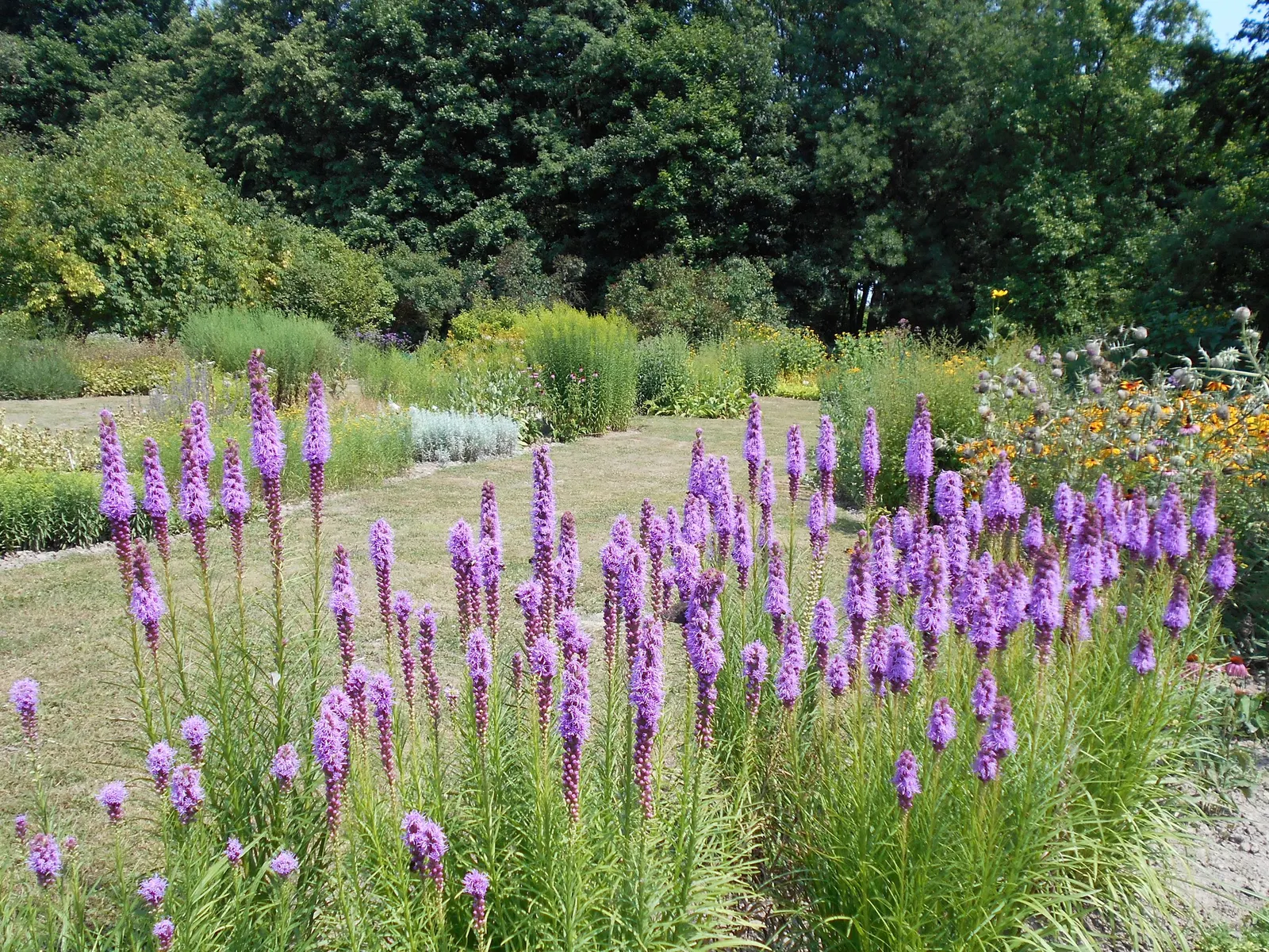Spike Gayfeather, Blazing Star (Liatris Spicata) — Moreover, it is deer-resistant, ensuring its vibrant display remains unmarred throughout the, image 49