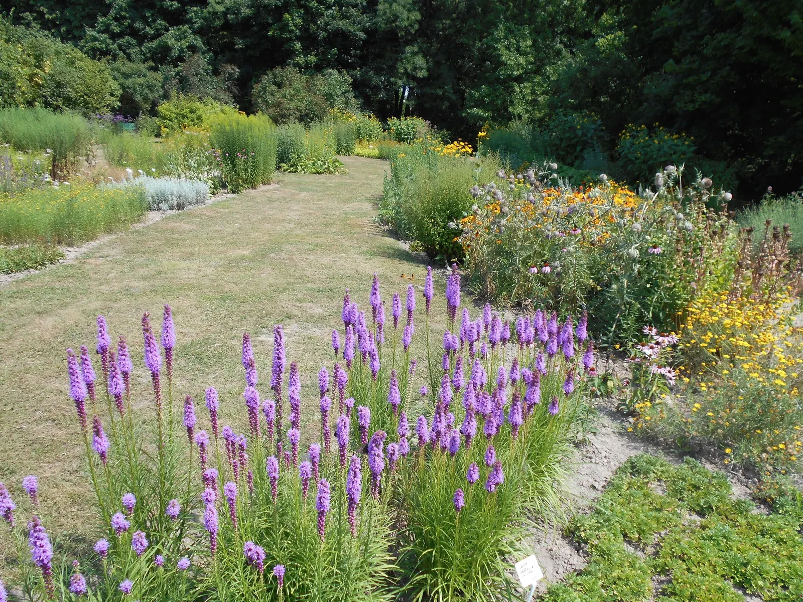 Spike Gayfeather, Blazing Star (Liatris Spicata) — Liatris spicata entices butterflies and other beneficial pollinators; also known as Blazing Star, image 74