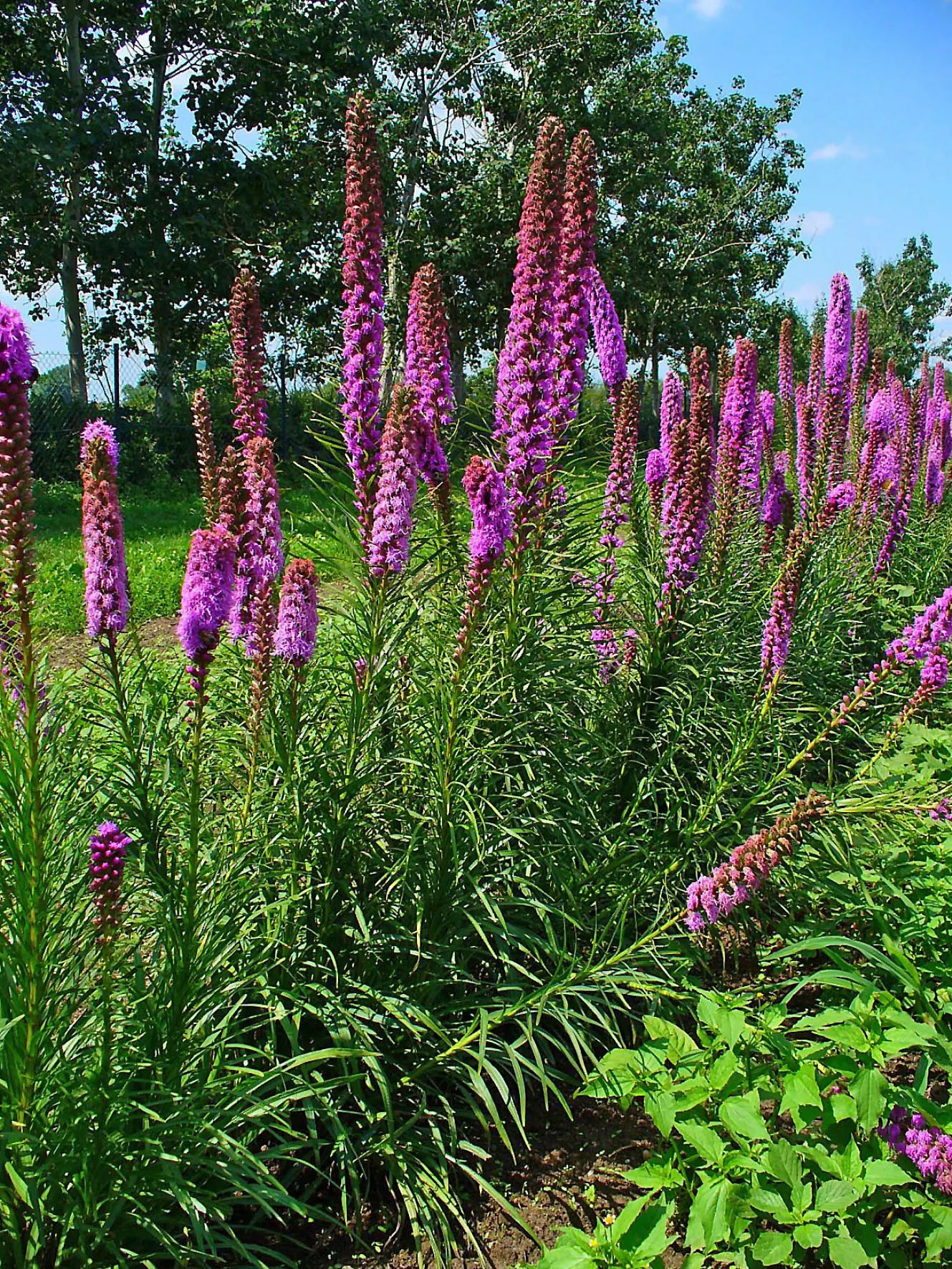 Spike Gayfeather, Blazing Star (Liatris Spicata) — Blazing Star thrives in full sun with well-drained soil; spike Gayfeather (Liatris spicata)