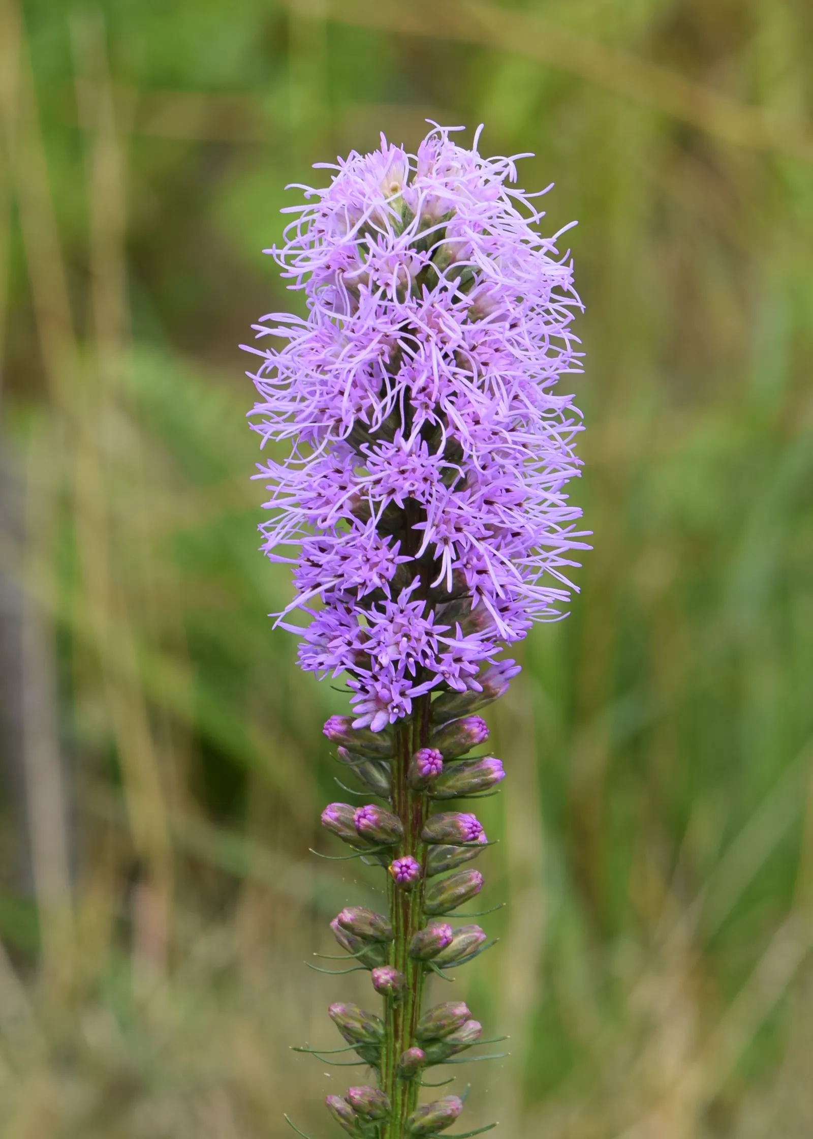 Spike Gayfeather, Blazing Star (Liatris Spicata) — Spike Gayfeather (Liatris spicata); dense spikes of purple flowers, image 55