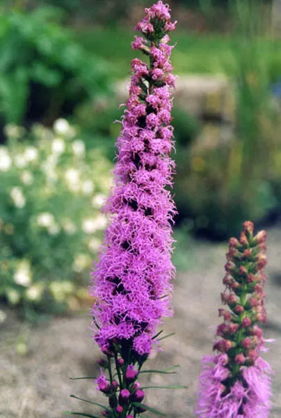 Spike Gayfeather, Blazing Star (Liatris Spicata) — Liatris spicata entices butterflies and other beneficial pollinators; also known as Blazing Star