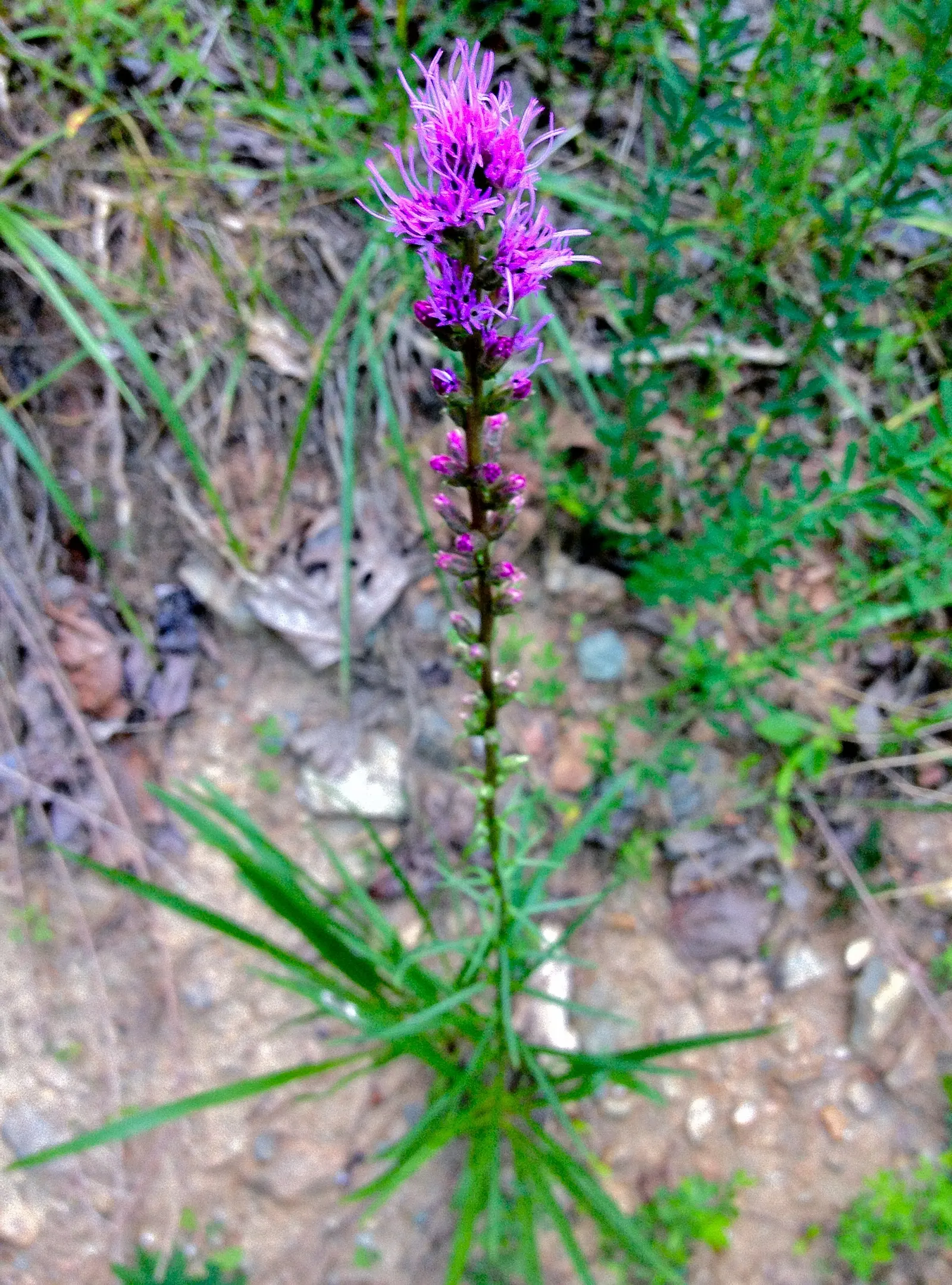 Spike Gayfeather, Blazing Star (Liatris Spicata) — bloom from the top down in mid-summer to early fall