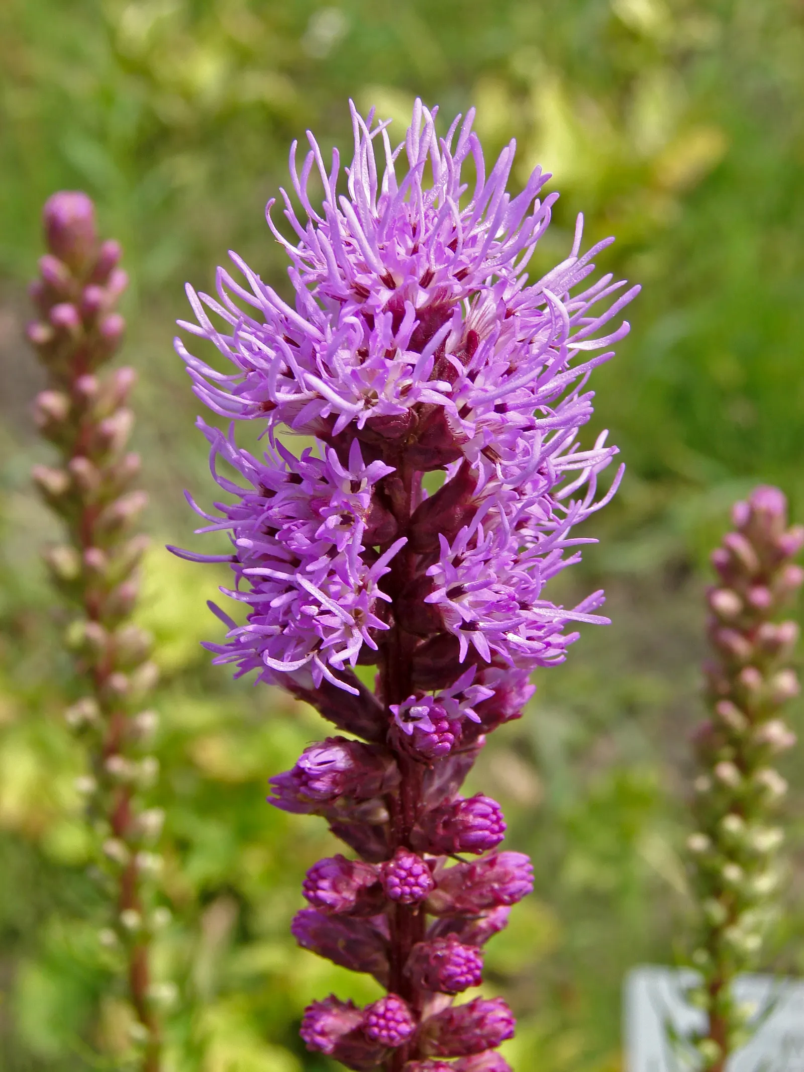Spike Gayfeather, Blazing Star (Liatris Spicata) — Moreover, it is deer-resistant, ensuring its vibrant display remains unmarred throughout the, image 76
