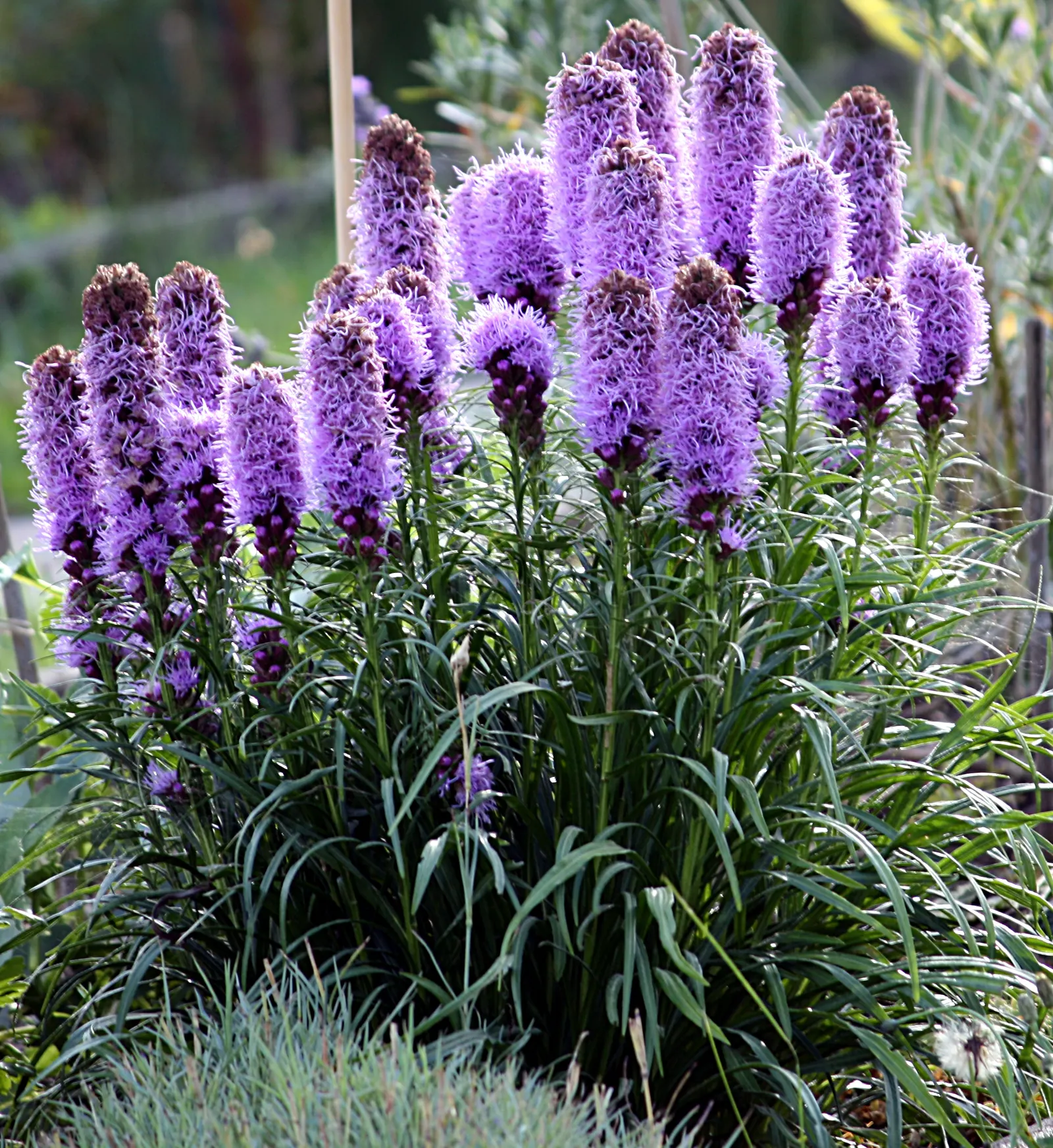 Spike Gayfeather, Blazing Star (Liatris Spicata) — giving it a distinctive appearance.<br><br>Hardy in USDA zones 3 through 8