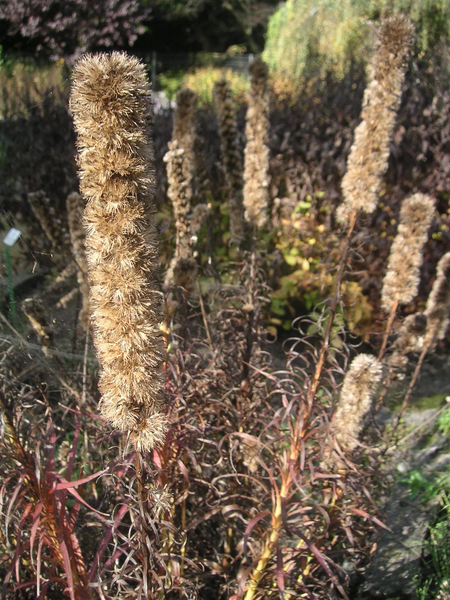 Spike Gayfeather, Blazing Star (Liatris Spicata) — commonly referred to as Blazing Star or Liatris spicata; rich purple to pinkish flower heads, image 64