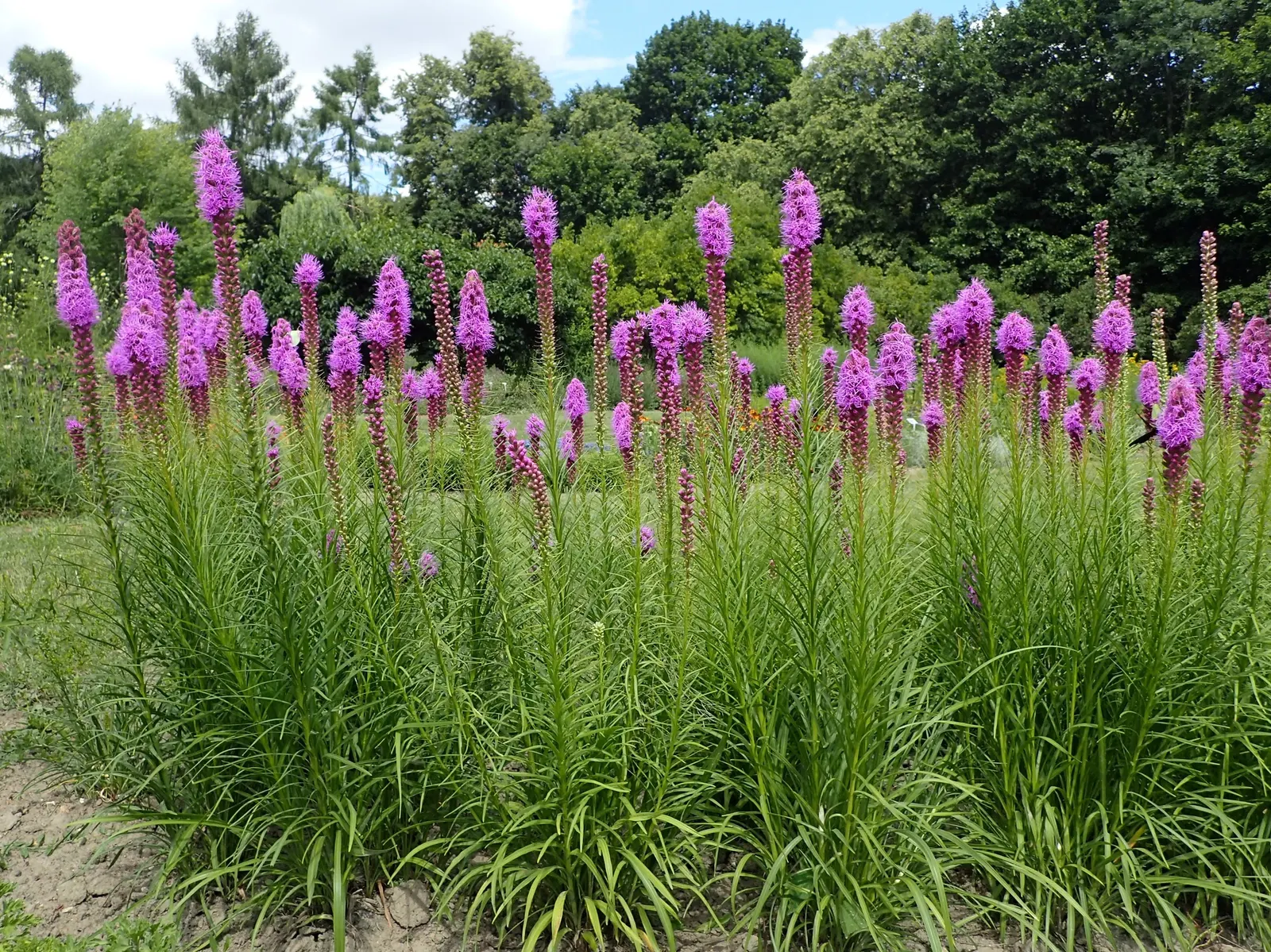 Spike Gayfeather, Blazing Star (Liatris Spicata) — Moreover, it is deer-resistant, ensuring its vibrant display remains unmarred throughout the growing season