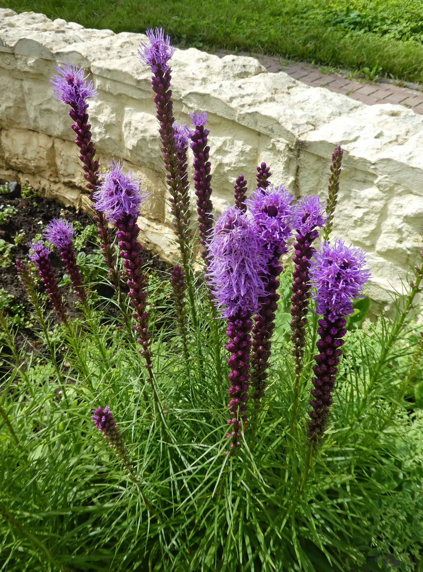 Spike Gayfeather, Blazing Star (Liatris Spicata) — With minimal upkeep and striking beauty; is a North American perennial with striking