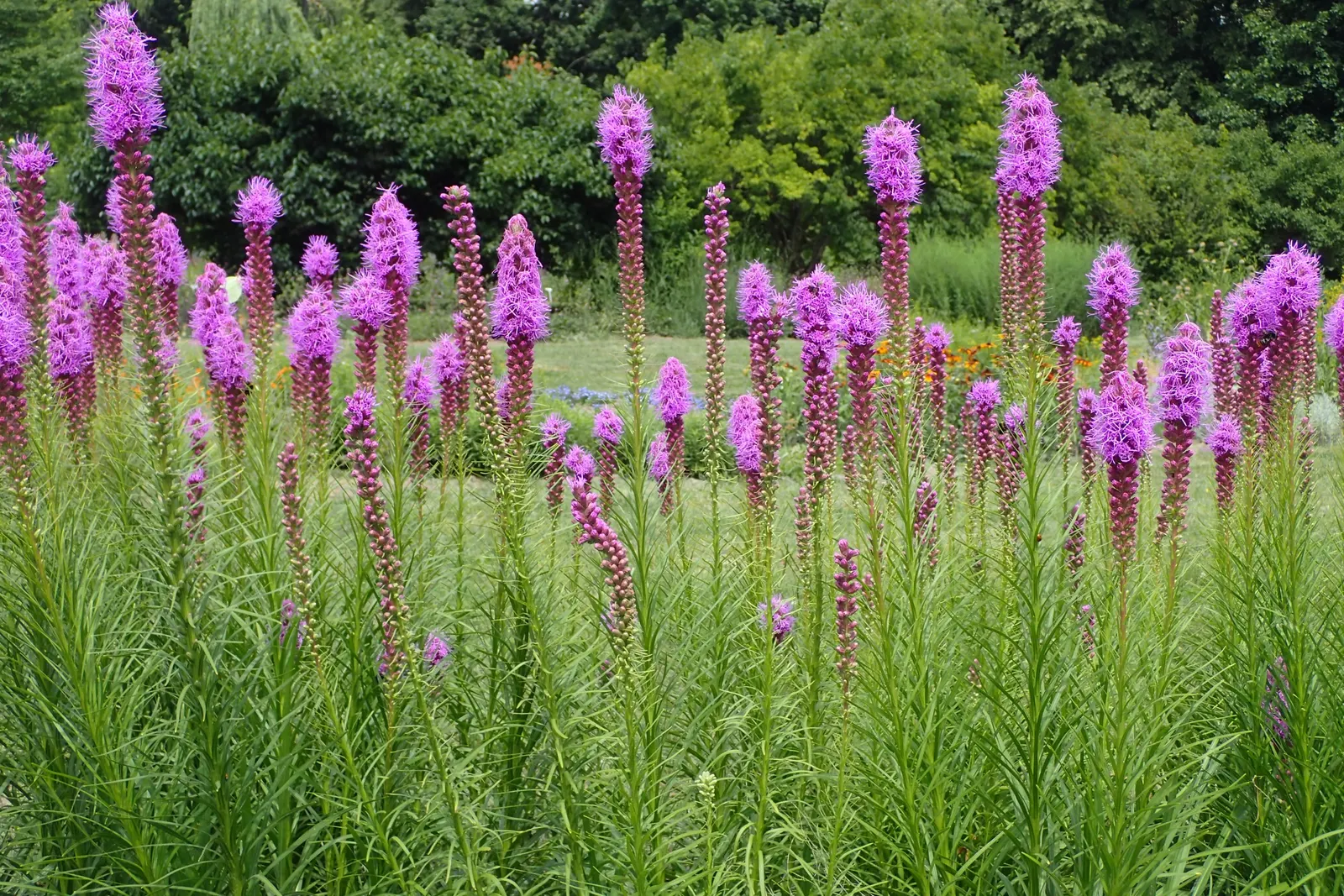 Spike Gayfeather, Blazing Star (Liatris Spicata) — also known as Blazing Star; is a charismatic perennial that makes a bold statement in any garden design