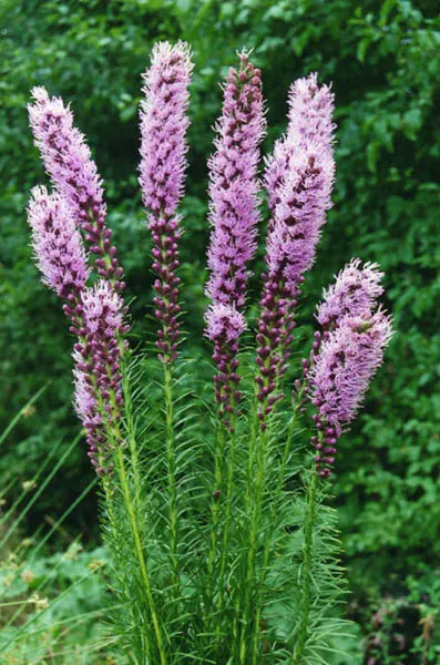 Spike Gayfeather, Blazing Star (Liatris Spicata) — Liatris spicata entices butterflies and other beneficial pollinators