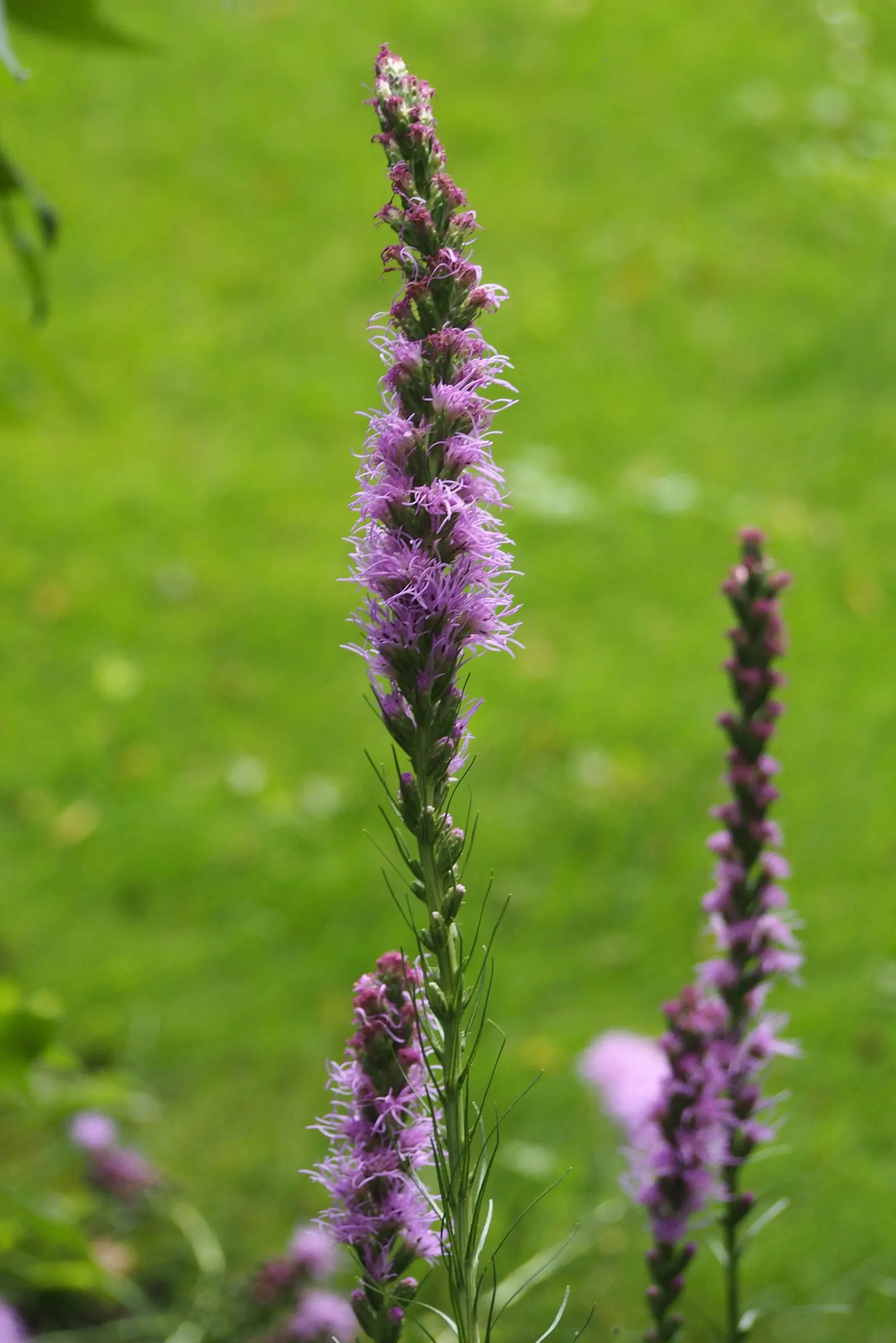 Spike Gayfeather, Blazing Star (Liatris Spicata) — Hardy in zones 4-9, it provides vertical interest and vibrant color, with low maintenance once, image 62