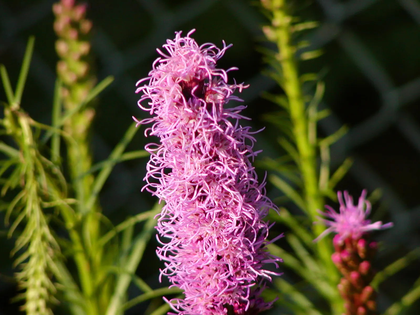 Spike Gayfeather, Blazing Star (Liatris Spicata) — Spike Gayfeather (Liatris spicata); dense spikes of purple flowers