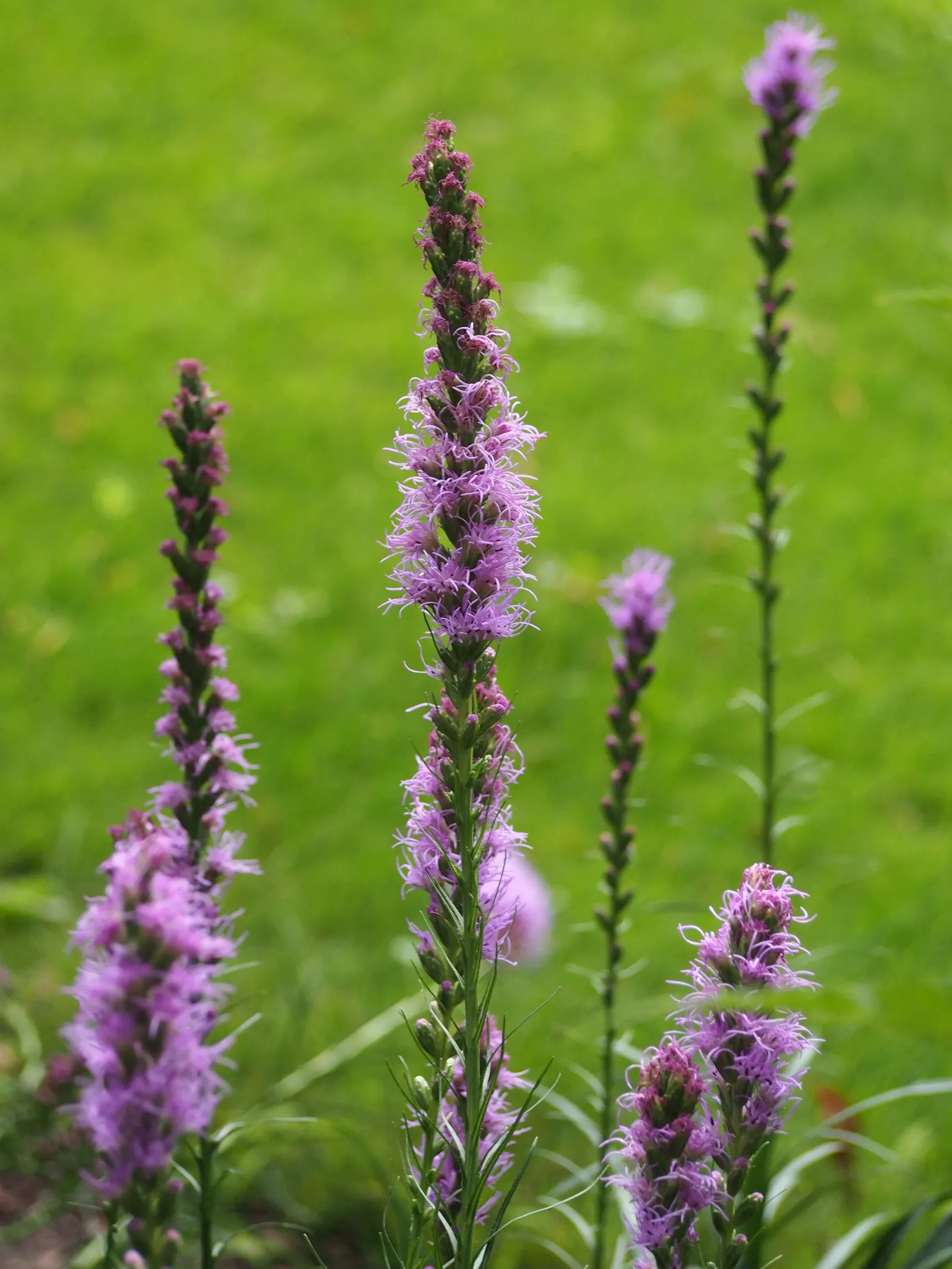 Spike Gayfeather, Blazing Star (Liatris Spicata) — Spacing is typically 12-15 inches apart; it thrives in full sun and well-drained soils, blooming, image 63