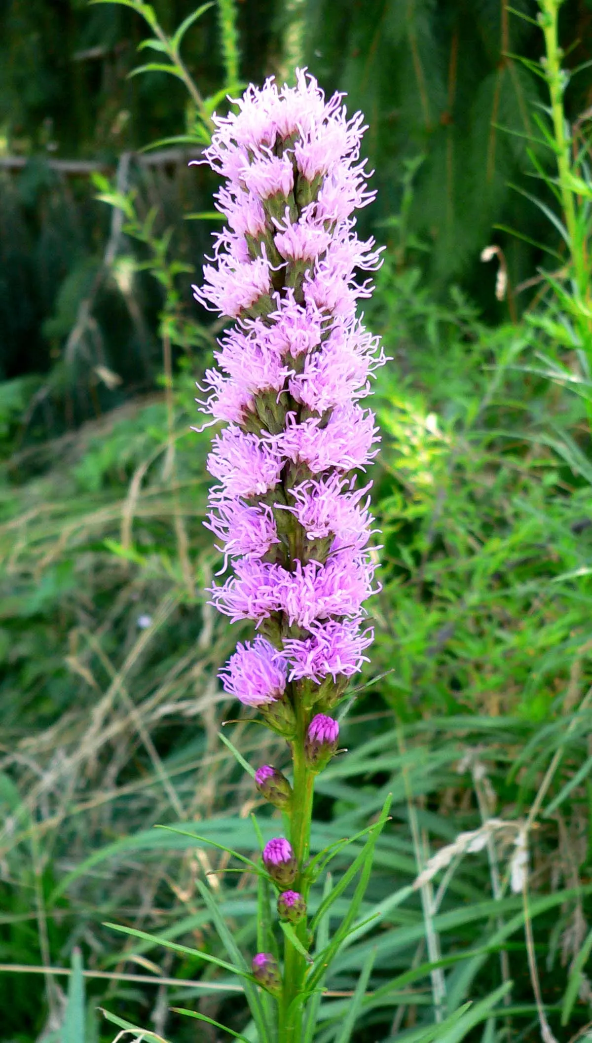 Spike Gayfeather, Blazing Star (Liatris Spicata) — reaching heights of 2-4 feet, image 32