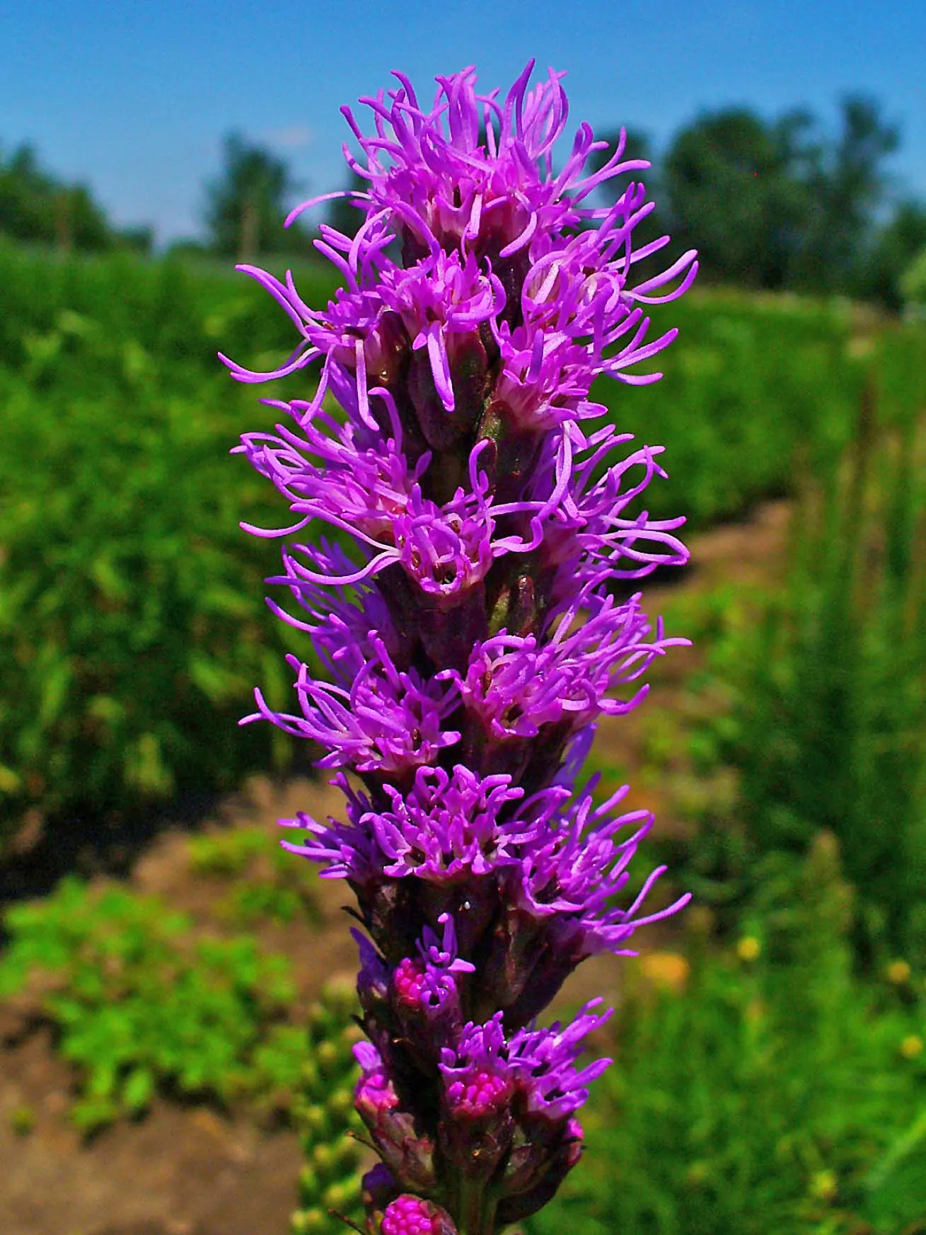 Spike Gayfeather, Blazing Star (Liatris Spicata) — though it is remarkably tolerant to drought once established