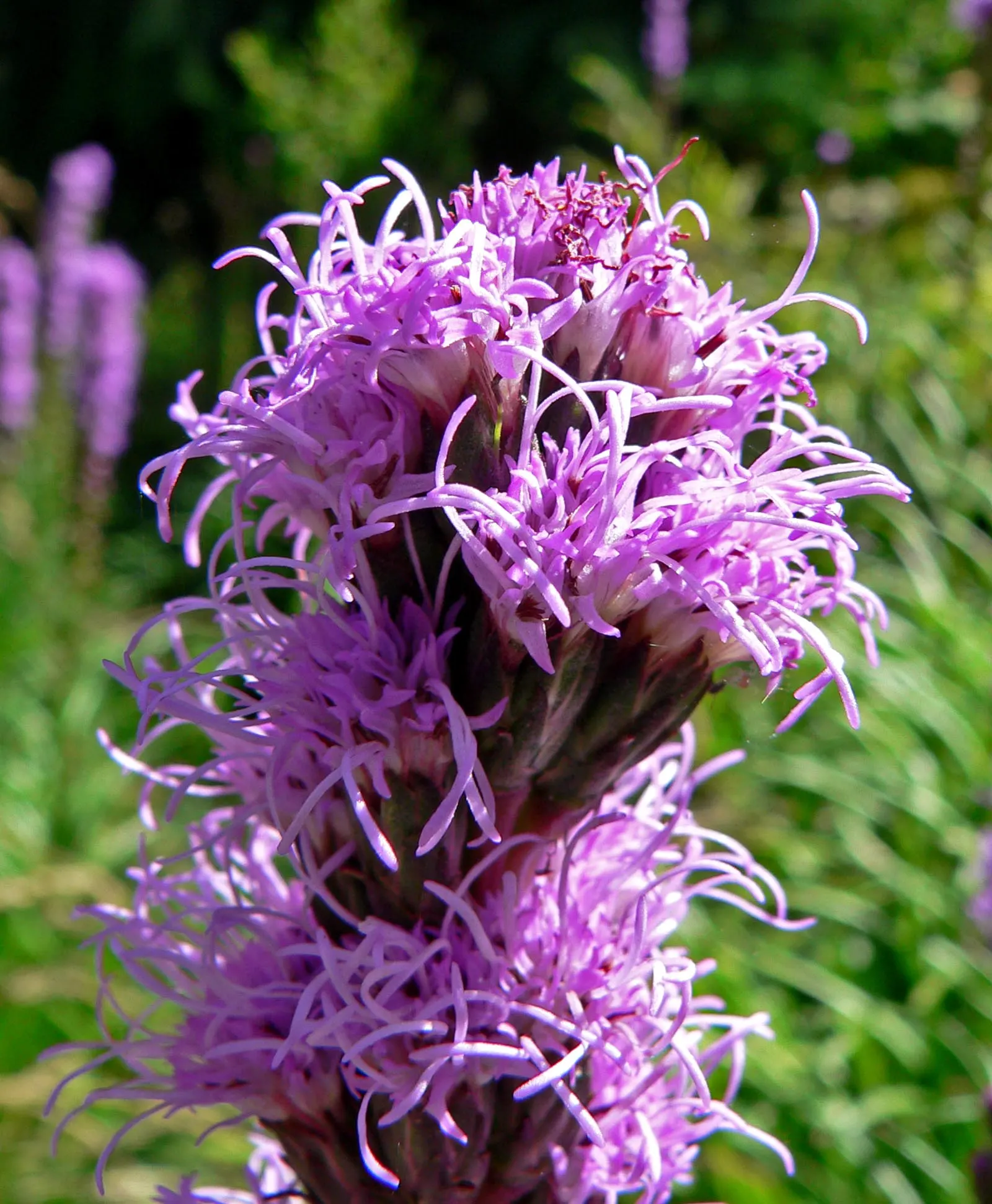 Spike Gayfeather, Blazing Star (Liatris Spicata) — though it is remarkably tolerant to drought once established; hardy in zones 4-9, it provides vertical
