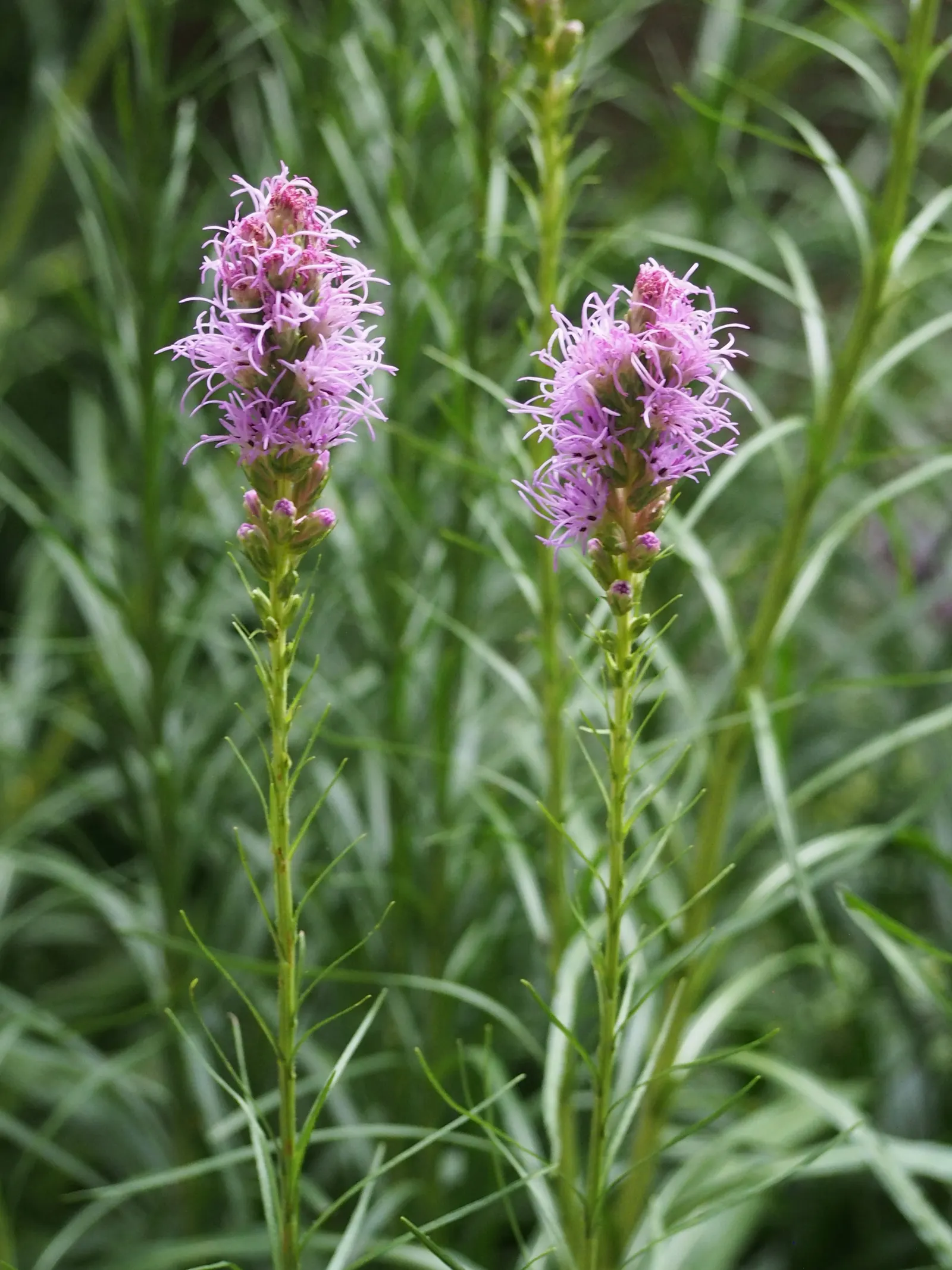 Spike Gayfeather, Blazing Star (Liatris Spicata) — is a charismatic perennial that makes a bold statement in any garden design; liatris spicata, image 65