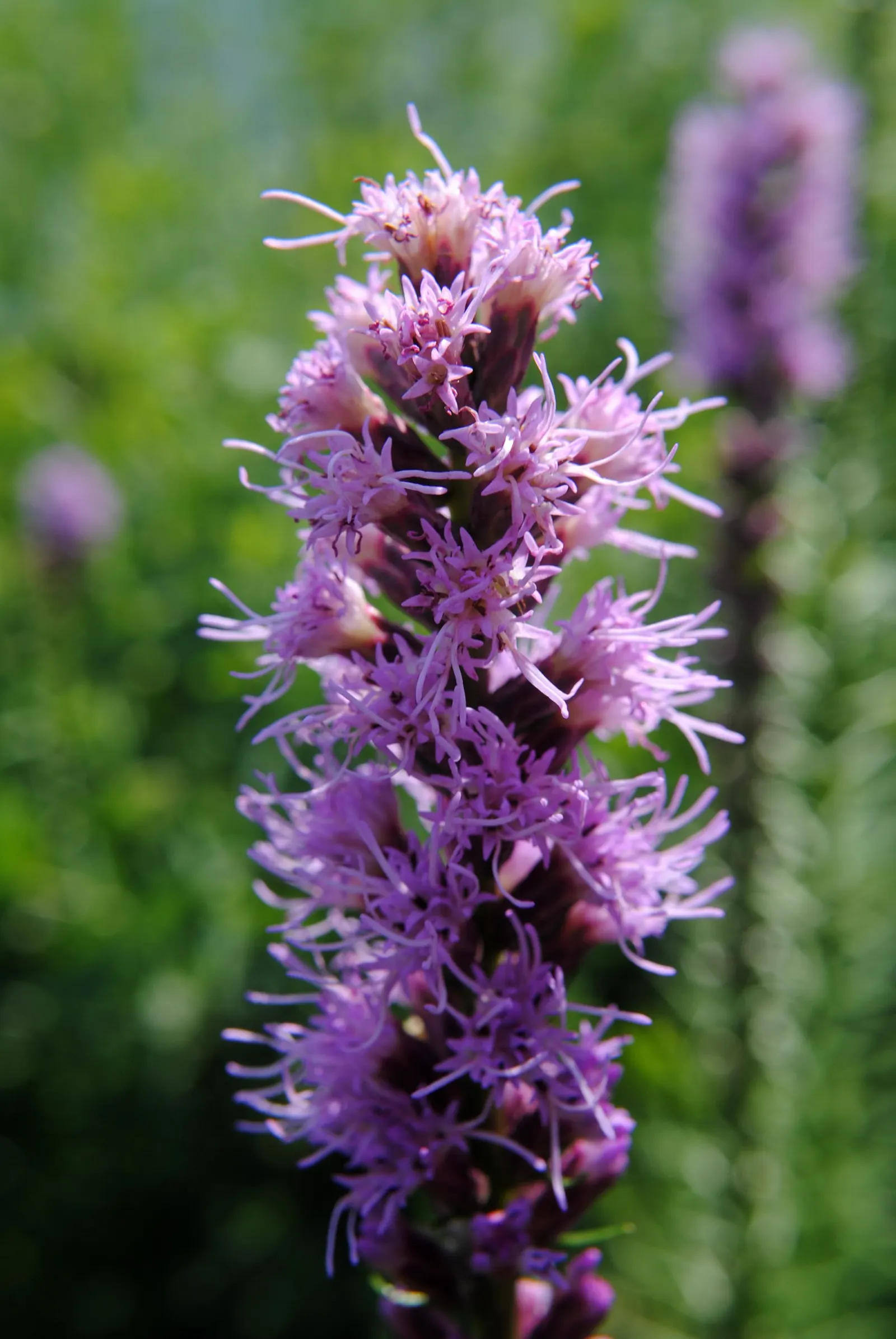 Spike Gayfeather, Blazing Star (Liatris Spicata) — rich purple to pinkish flower heads; attractive to butterflies and bees, it's ideal for, image 67