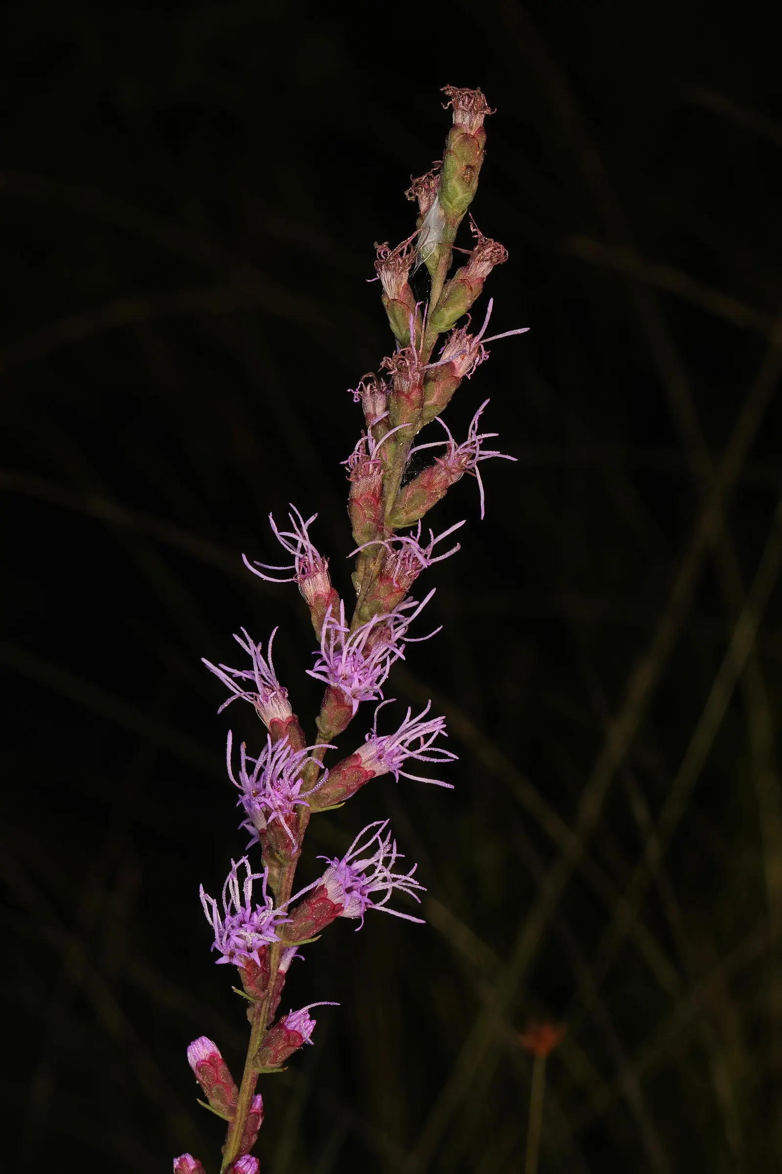 Spike Gayfeather, Blazing Star (Liatris Spicata) — bloom from the top down in mid-summer to early fall, image 41