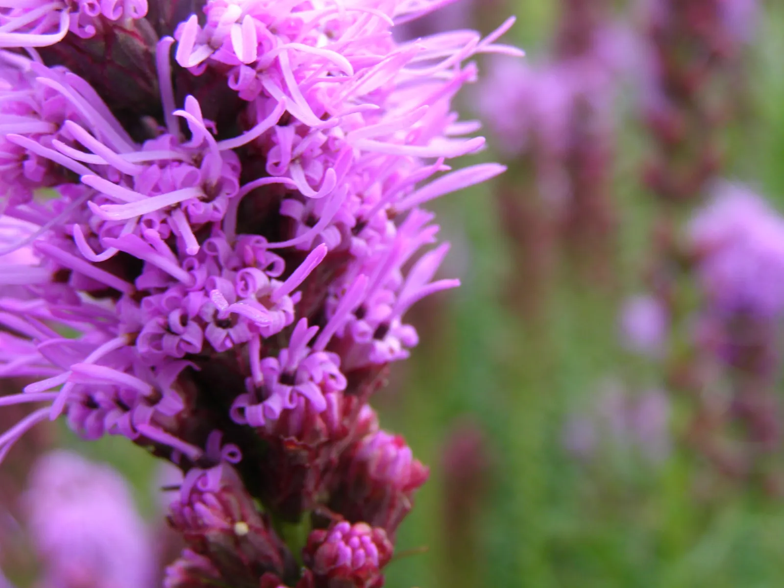 Spike Gayfeather, Blazing Star (Liatris Spicata) — also known as Blazing Star; is a charismatic perennial that makes a bold statement in any garden, image 56