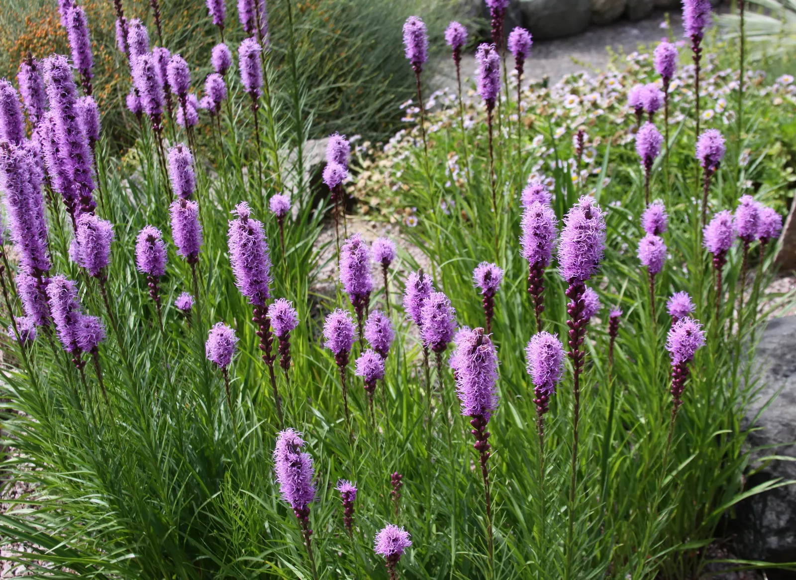 Spike Gayfeather, Blazing Star (Liatris Spicata) — When designing with this plant, image 77