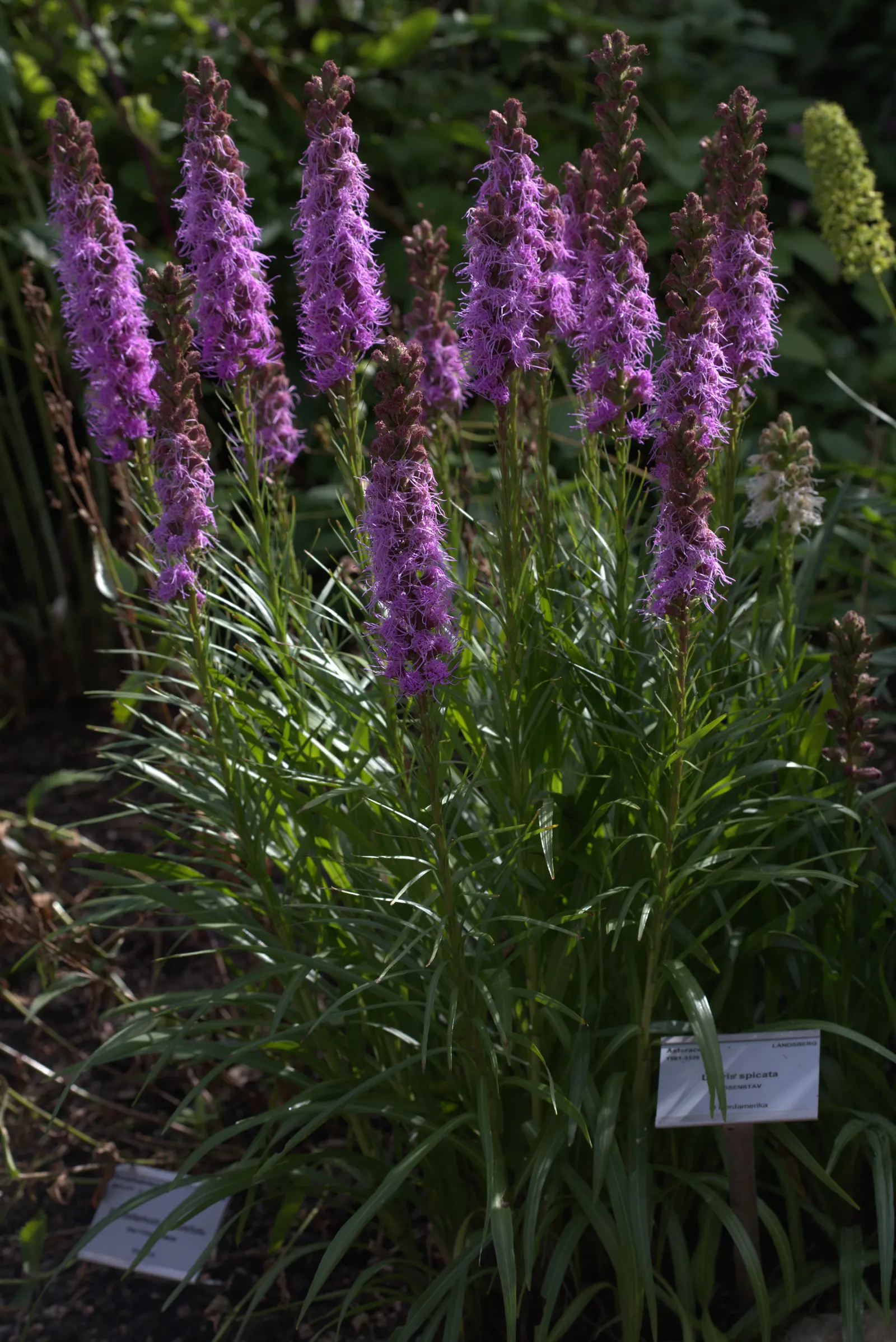 Spike Gayfeather, Blazing Star (Liatris Spicata) — reaching heights of 2-4 feet