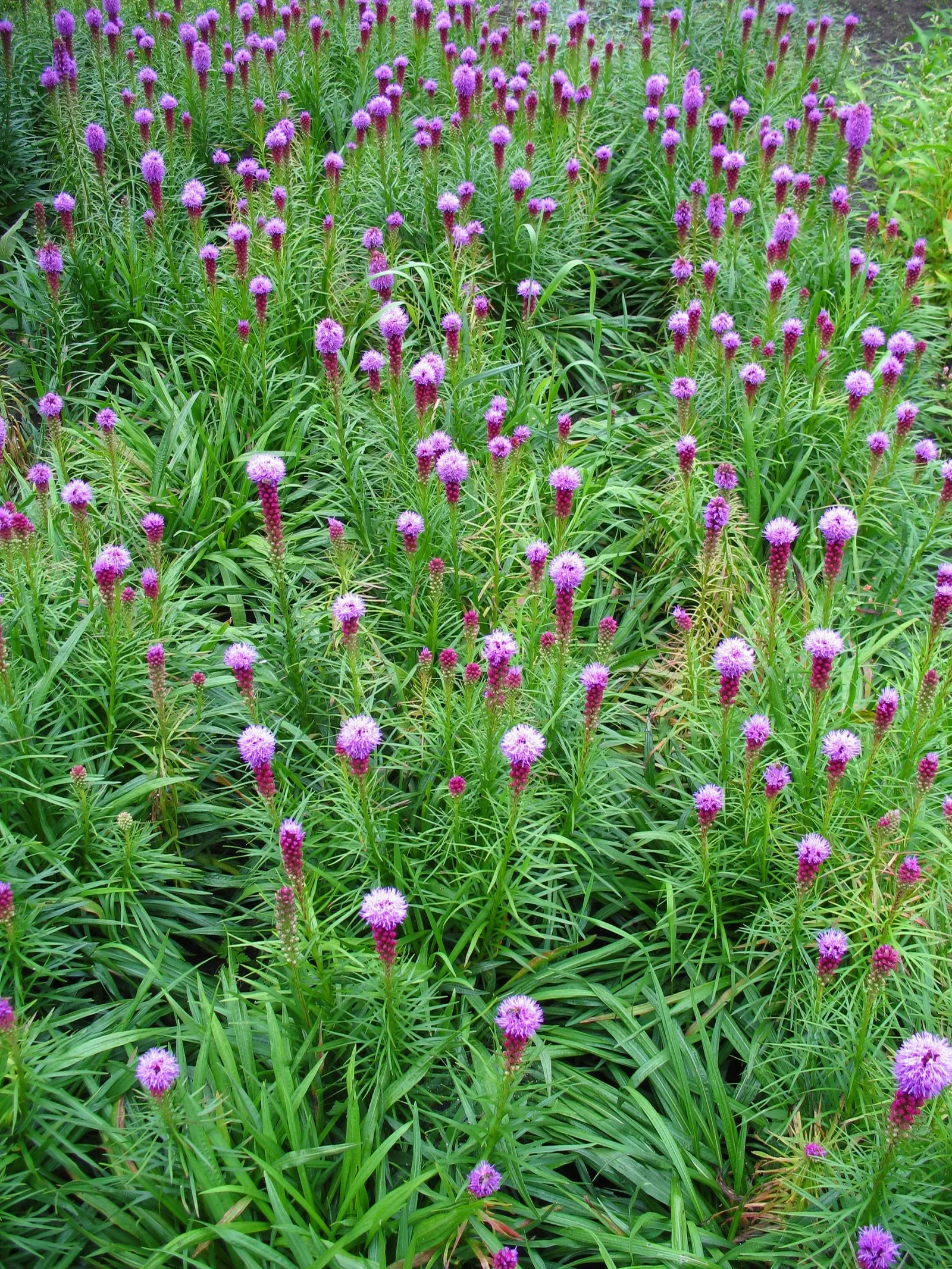 Spike Gayfeather, Blazing Star (Liatris Spicata) — Blazing Star thrives in full sun with well-drained soil; spike Gayfeather (Liatris spicata), image 70