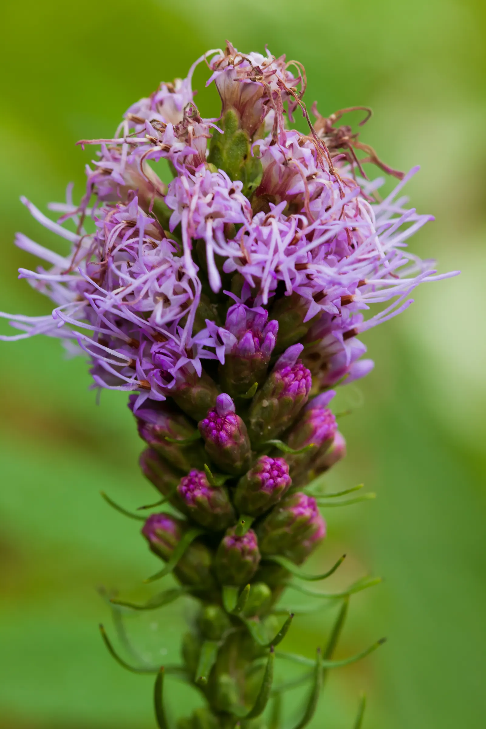 Spike Gayfeather, Blazing Star (Liatris Spicata) — With its grass-like foliage