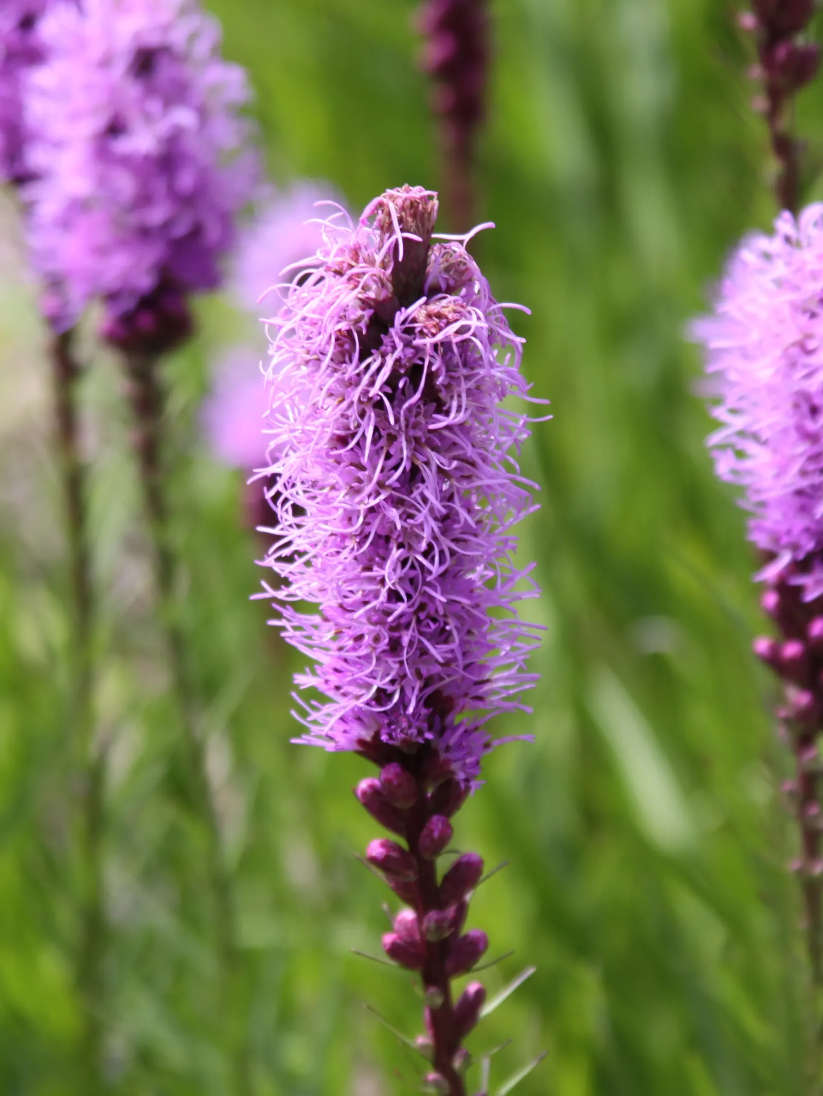 Spike Gayfeather, Blazing Star (Liatris Spicata) — perennial for full or half