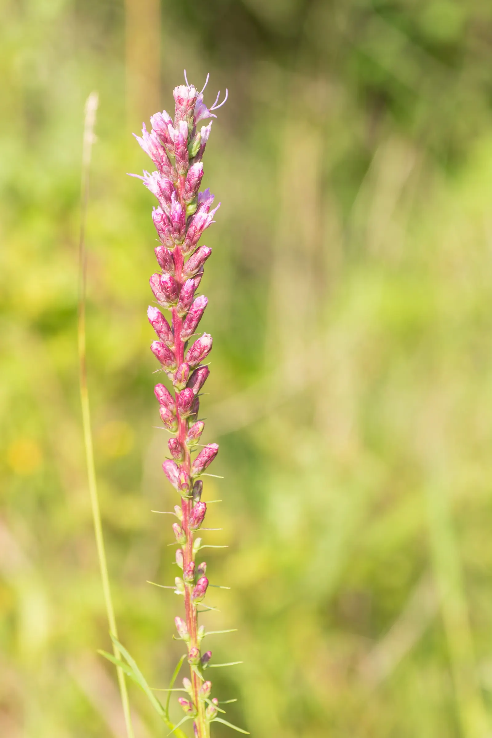 Spike Gayfeather, Blazing Star (Liatris Spicata) — enhancing the ecological value of their space
