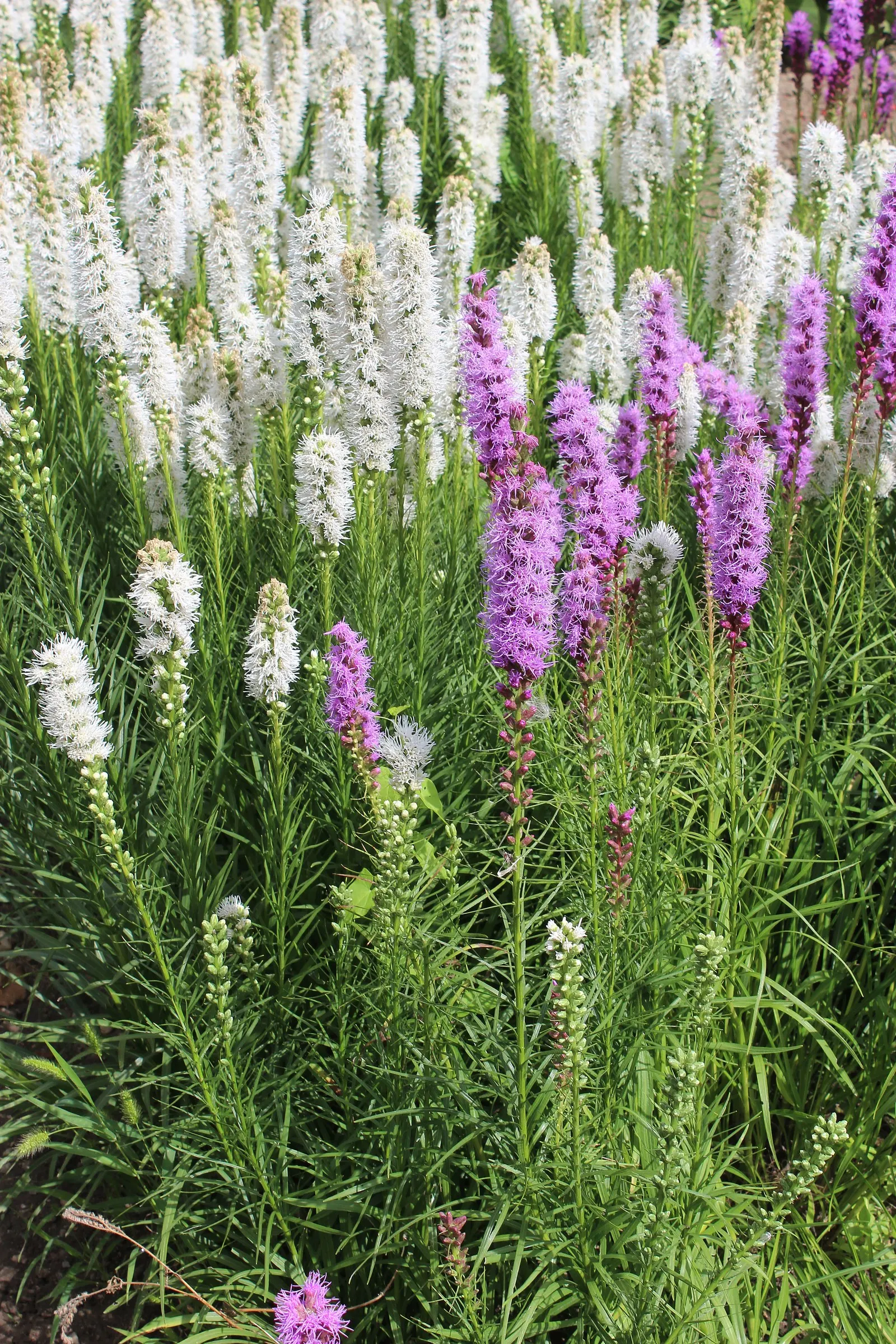 Spike Gayfeather, Blazing Star (Liatris Spicata) — though it is remarkably tolerant to drought once established; hardy in zones 4-9, it provides, image 71