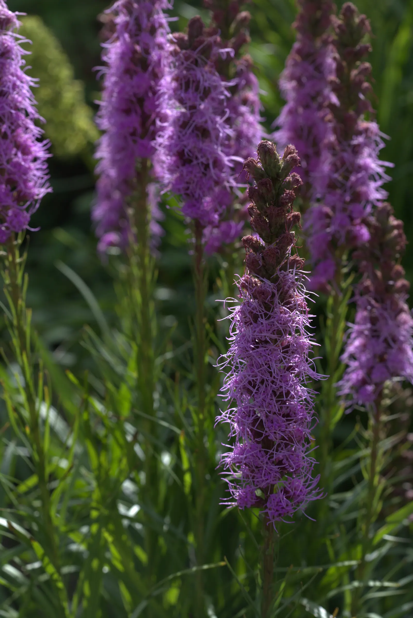 Spike Gayfeather, Blazing Star (Liatris Spicata) — commonly referred to as Blazing Star or Liatris spicata