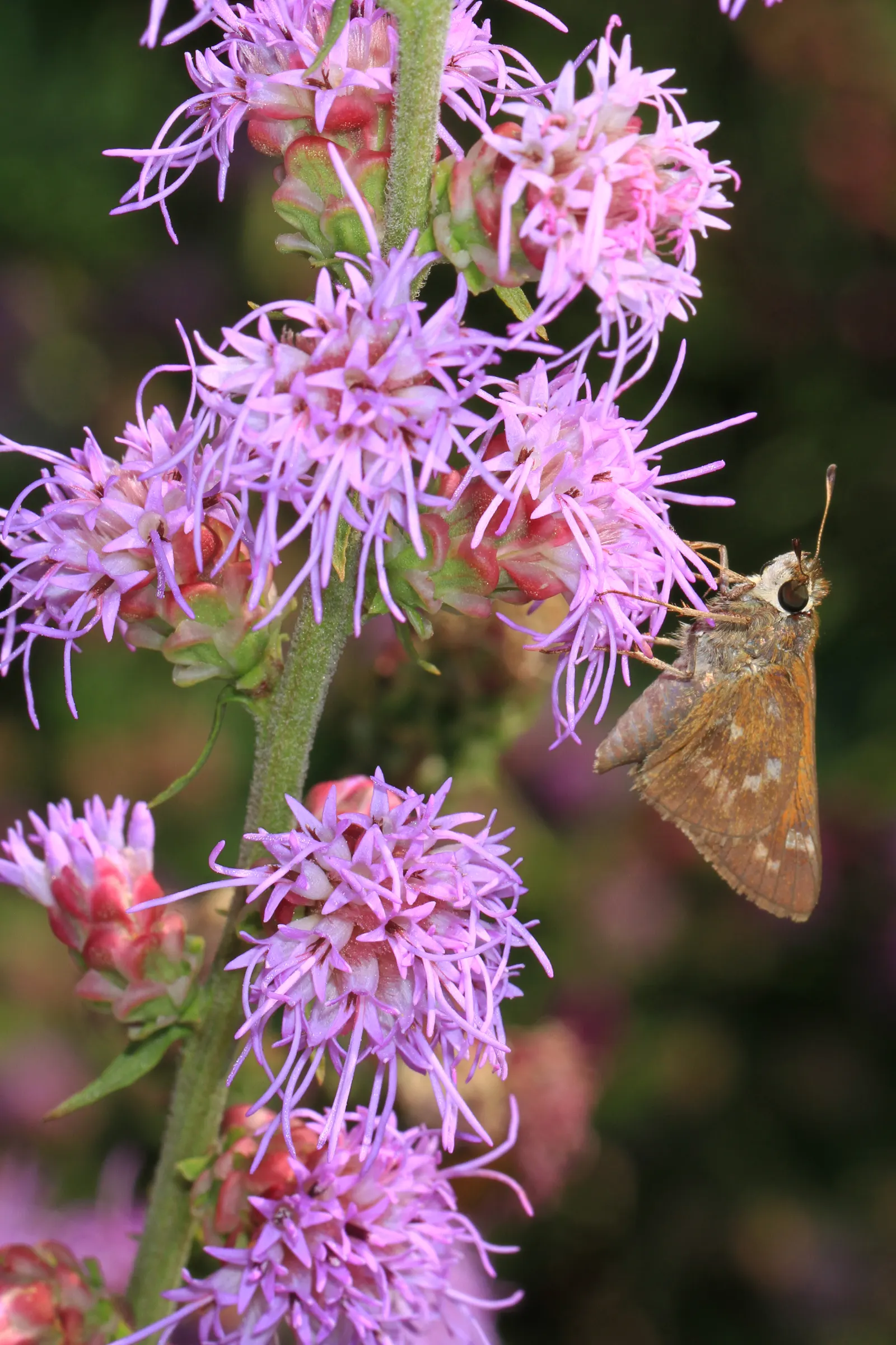 Spike Gayfeather, Blazing Star (Liatris Spicata) — Attractive to butterflies and bees, it's ideal for pollinator gardens; with its grass-like foliage