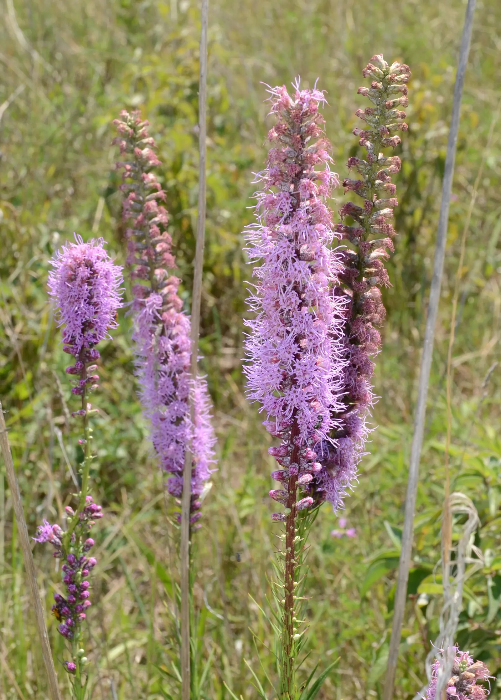 Spike Gayfeather, Blazing Star (Liatris Spicata) — enhancing the ecological value of their space; spacing is typically 12-15 inches apart