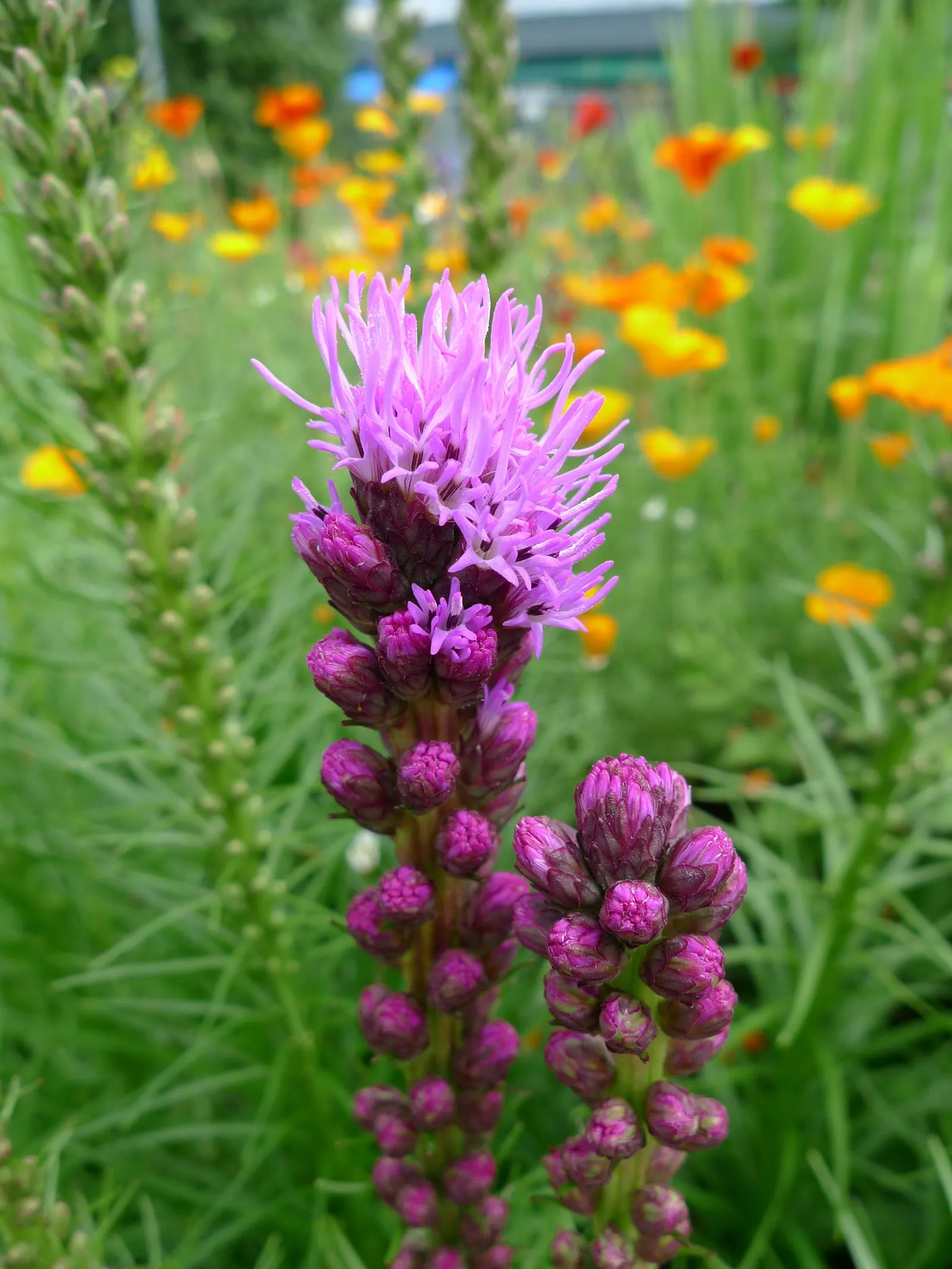 Spike Gayfeather, Blazing Star (Liatris Spicata) — giving it a distinctive appearance.<br><br>Hardy in USDA zones 3 through 8; enhancing the, image 69