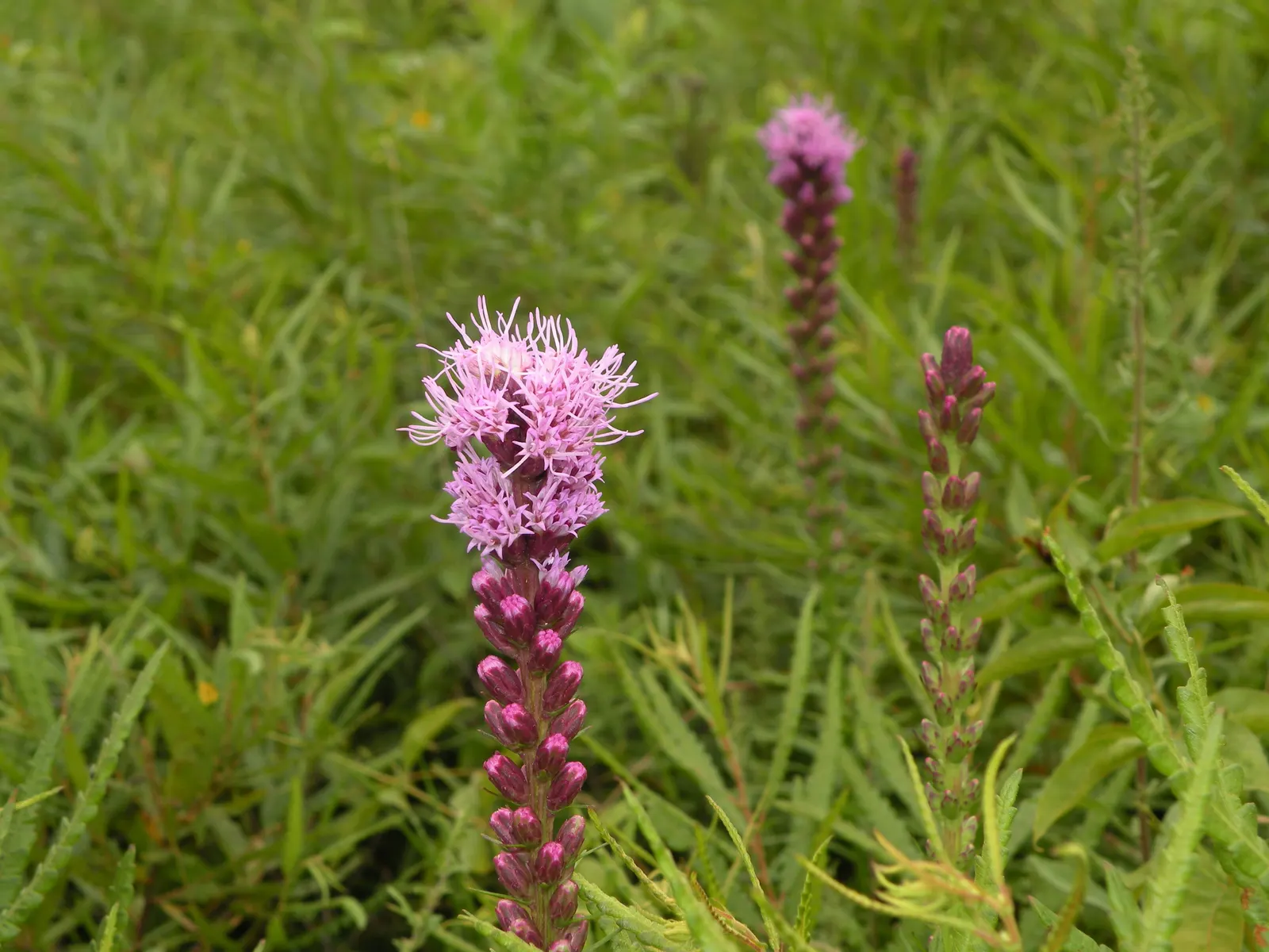 Spike Gayfeather, Blazing Star (Liatris Spicata) — Hardy in zones 4-9, it provides vertical interest and vibrant color, with low maintenance once, image 35