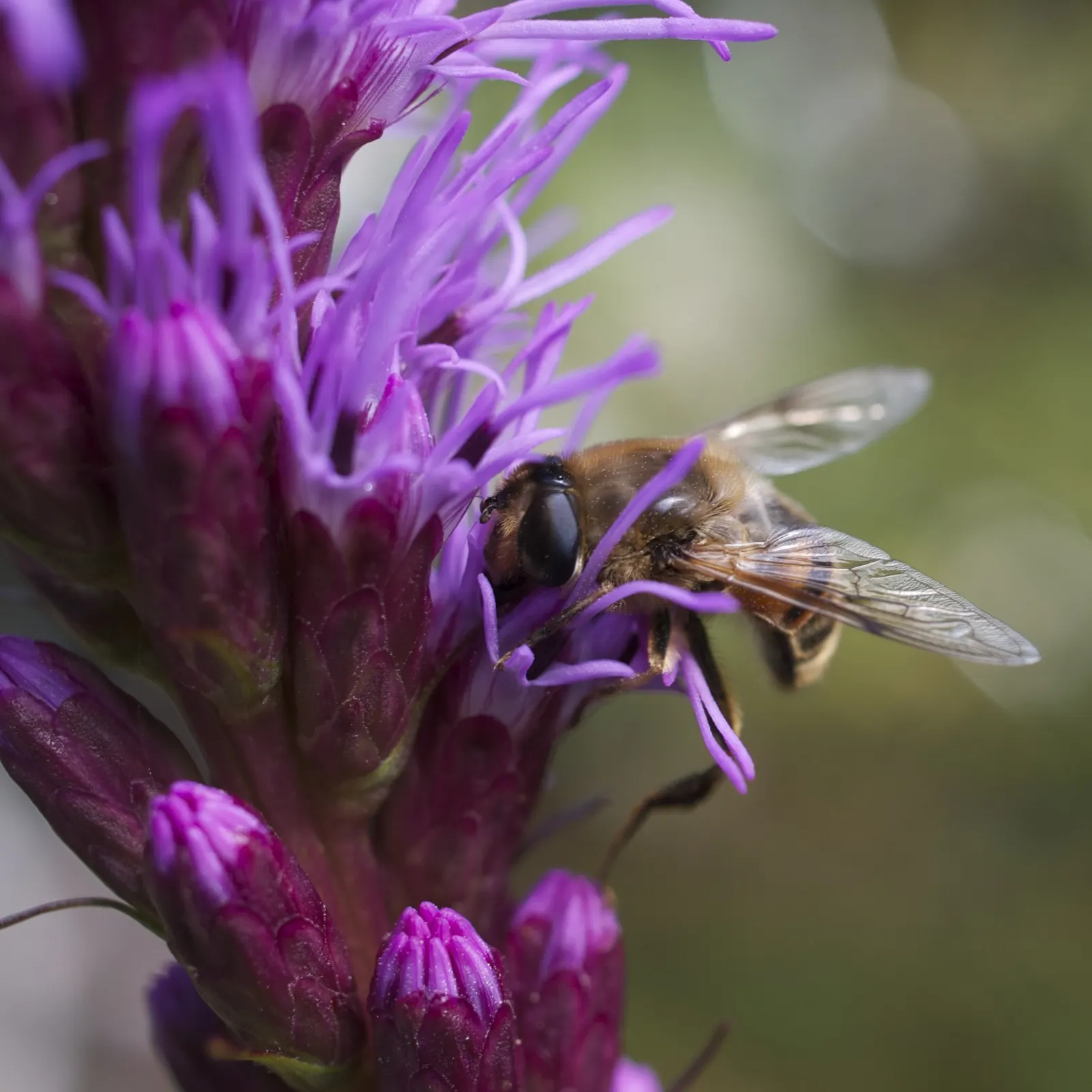 Spike Gayfeather, Blazing Star (Liatris Spicata) — lavender and purple flowers in the garden; commonly referred to as Blazing Star or Liatris spicata
