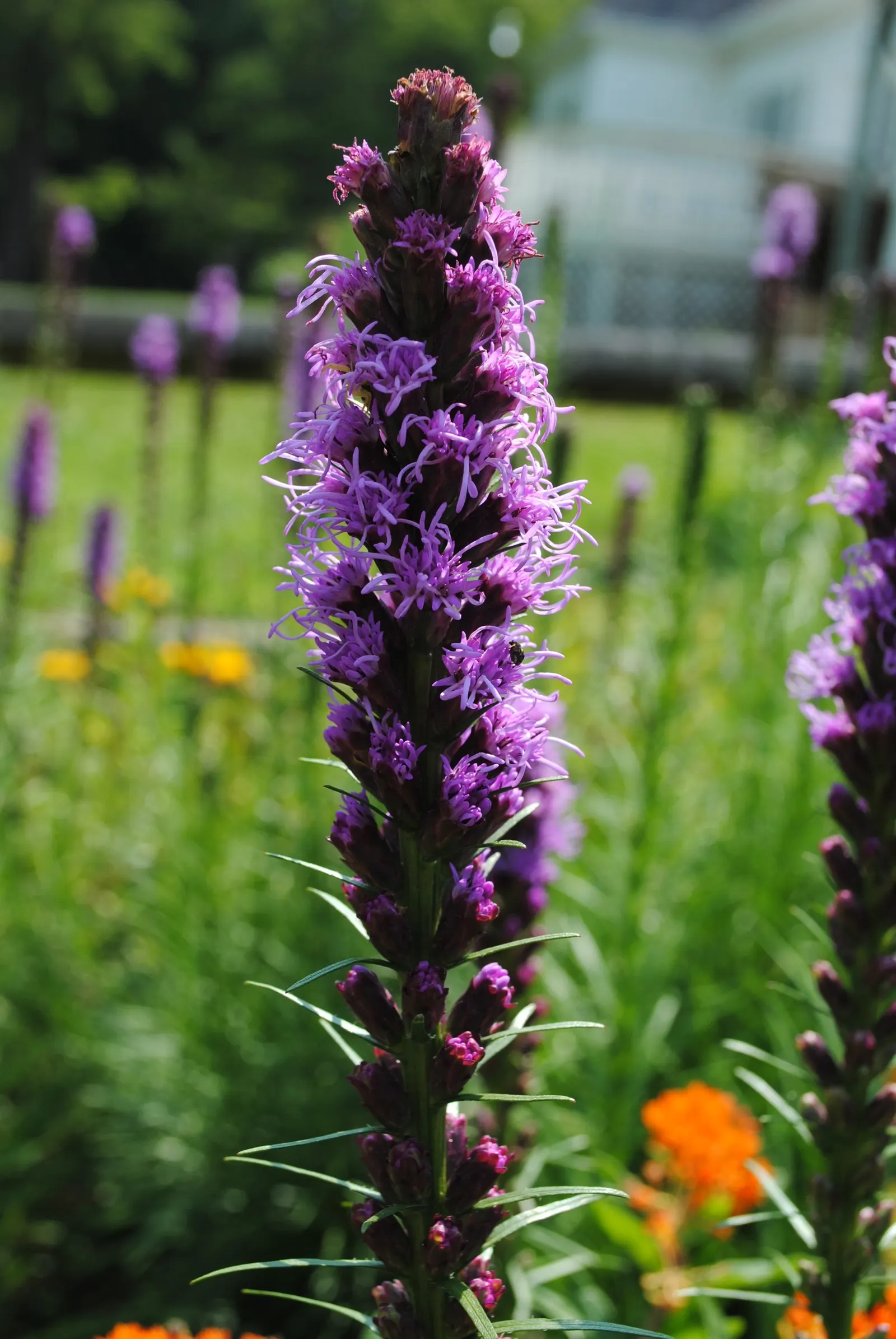 Spike Gayfeather, Blazing Star (Liatris Spicata) — Hardy in zones 4-9, it provides vertical interest and vibrant color, with low maintenance once established
