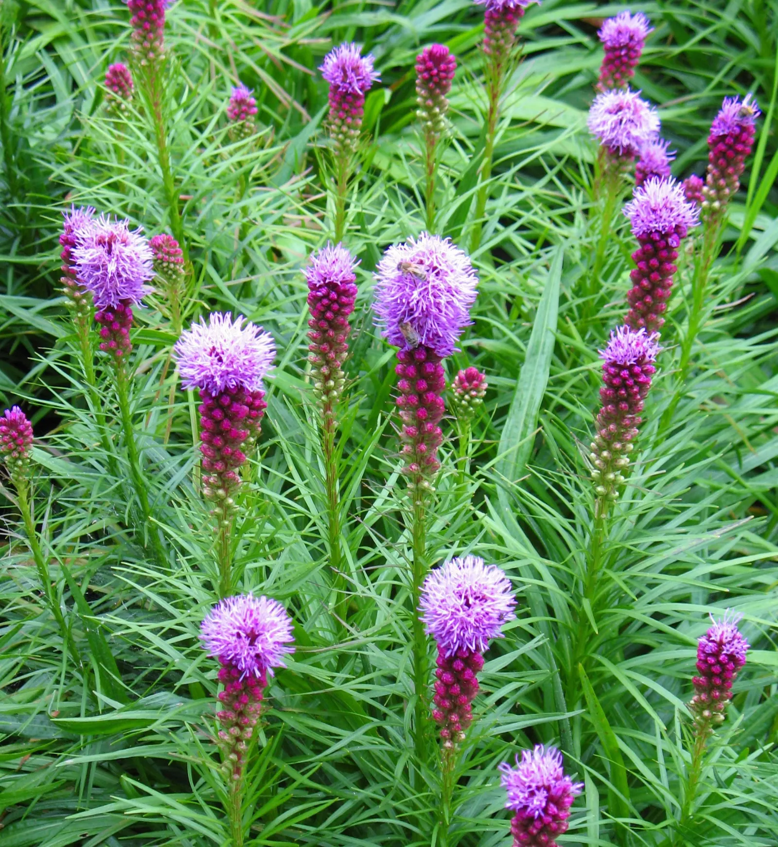 Spike Gayfeather, Blazing Star (Liatris Spicata) — Attractive to butterflies and bees, it's ideal for pollinator gardens; with its grass-like, image 61