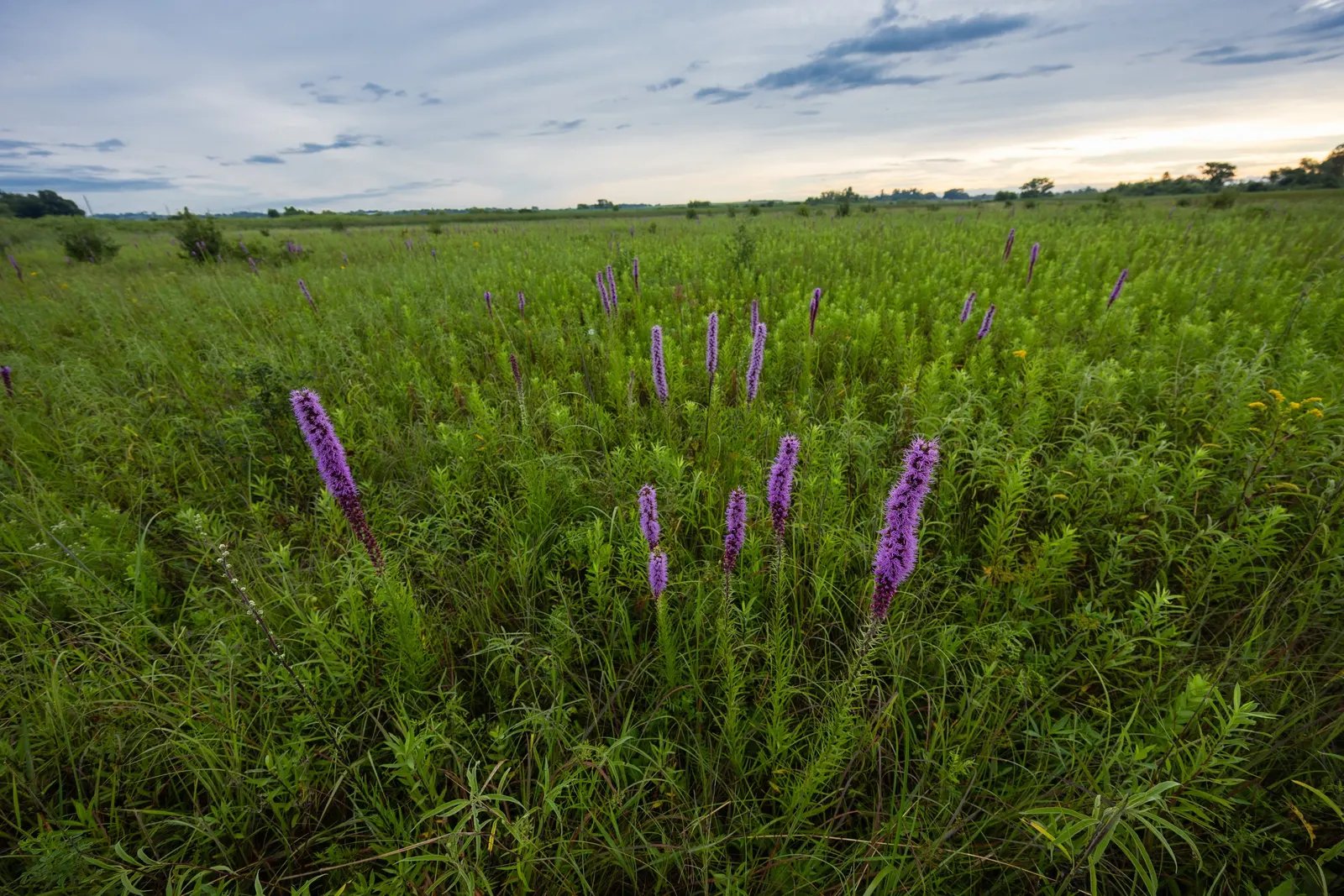Spike Gayfeather, Blazing Star (Liatris Spicata) — is a charismatic perennial that makes a bold statement in any garden design; liatris spicata entices