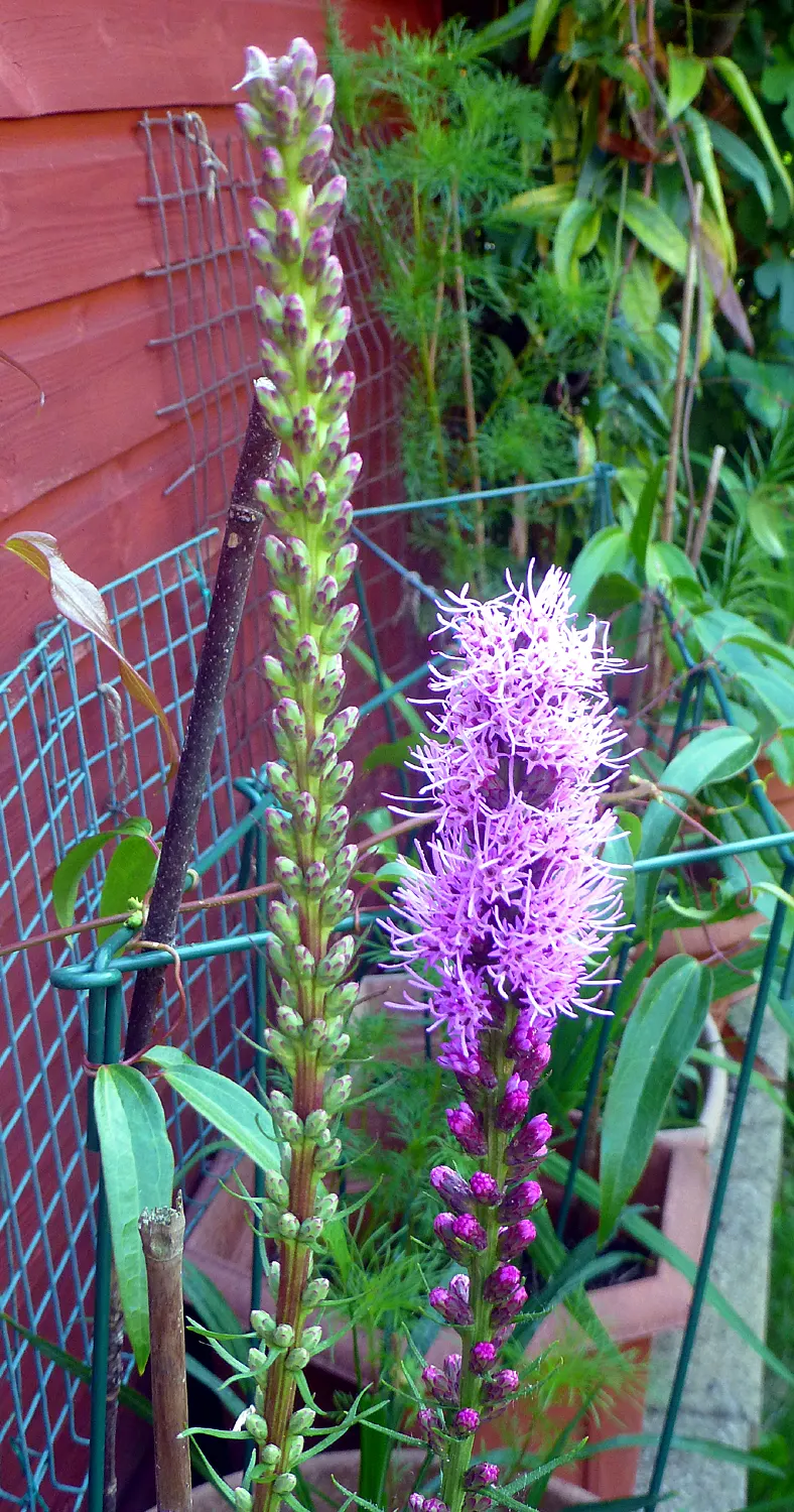 Spike Gayfeather, Blazing Star (Liatris Spicata) — is a charismatic perennial that makes a bold statement in any garden design