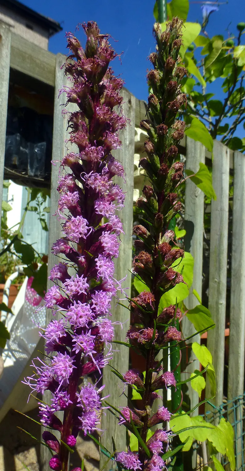 Spike Gayfeather, Blazing Star (Liatris Spicata) — also known as Blazing Star