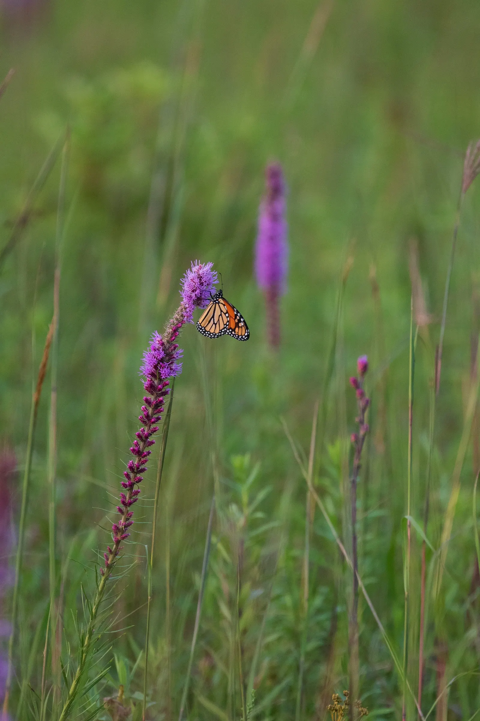 Spike Gayfeather, Blazing Star (Liatris Spicata) — perennial with lavender and purple blooms; though it is remarkably tolerant to drought once established