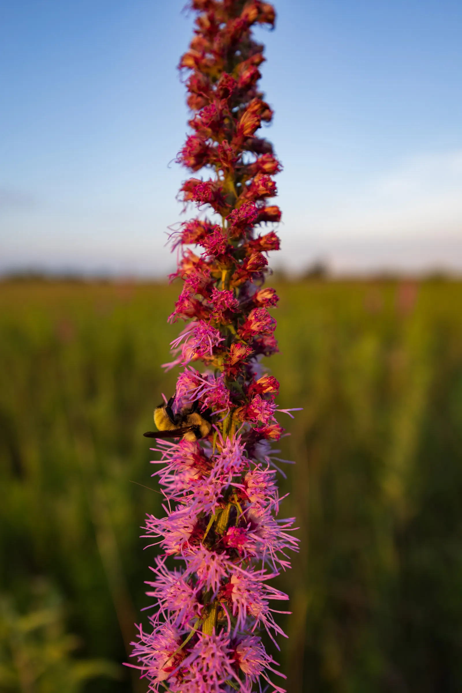 Spike Gayfeather, Blazing Star (Liatris Spicata) — perennial with lavender and purple blooms