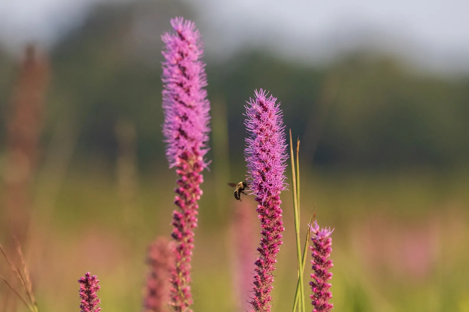Spike Gayfeather, Blazing Star (Liatris Spicata) — is a North American perennial with striking; offering a low-maintenance option for the landscape, image 57
