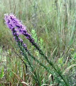 Spike Gayfeather, Blazing Star (Liatris Spicata) — With its grass-like foliage; moreover, it is deer-resistant, ensuring its vibrant display, image 73
