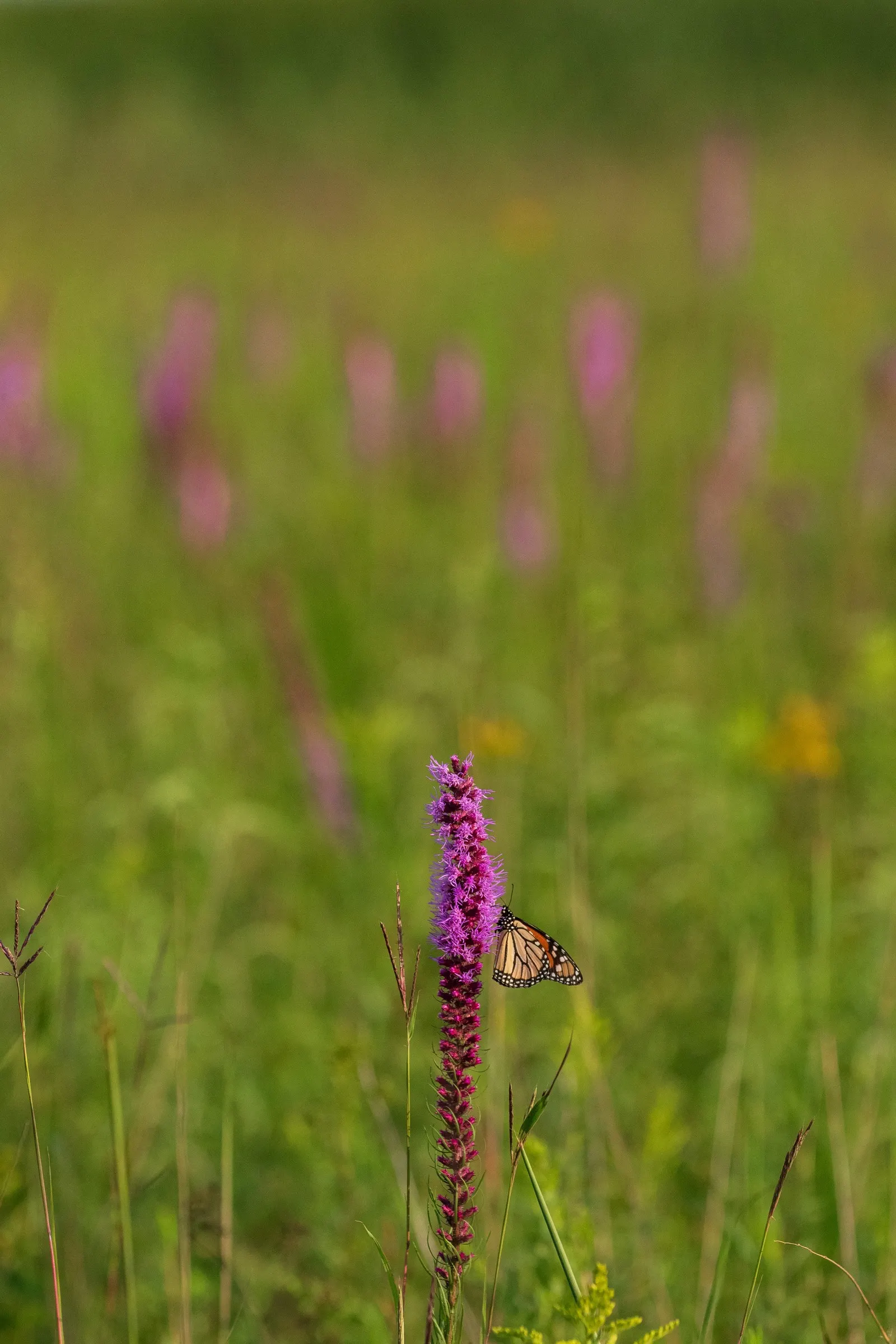 Spike Gayfeather, Blazing Star (Liatris Spicata) — reaching heights of 2-4 feet, image 59