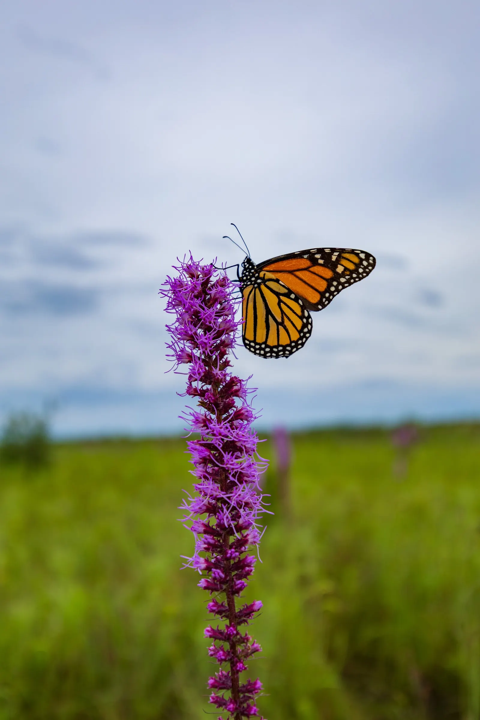 Spike Gayfeather, Blazing Star (Liatris Spicata) — It thrives in full sun and well-drained soils, blooming in late summer; its vertical flower, image 60
