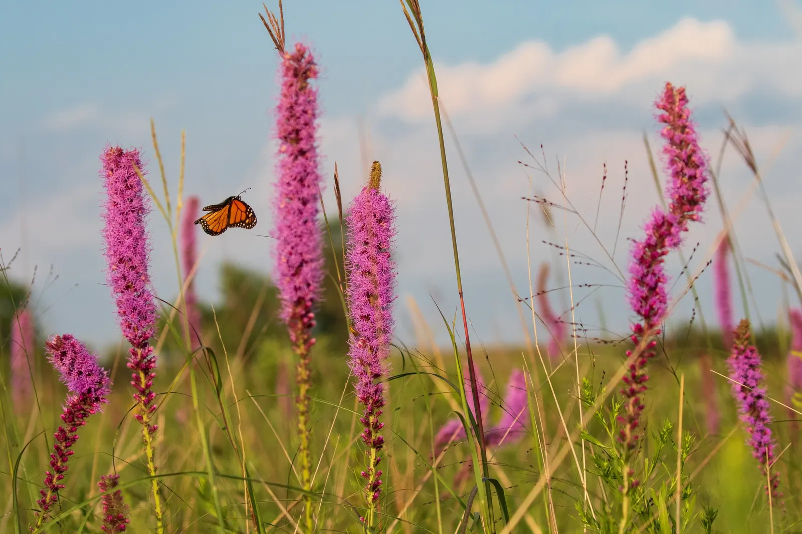 Spike Gayfeather, Blazing Star (Liatris Spicata) — With minimal upkeep and striking beauty