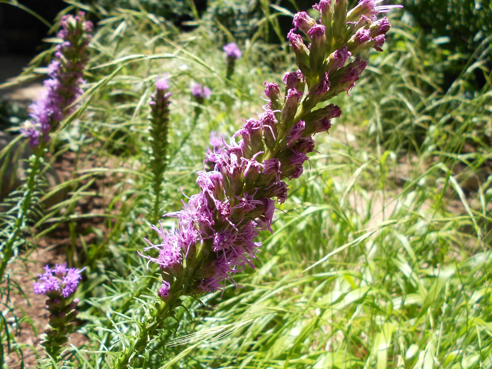 Spike Gayfeather, Blazing Star (Liatris Spicata) — When designing with this plant, image 50