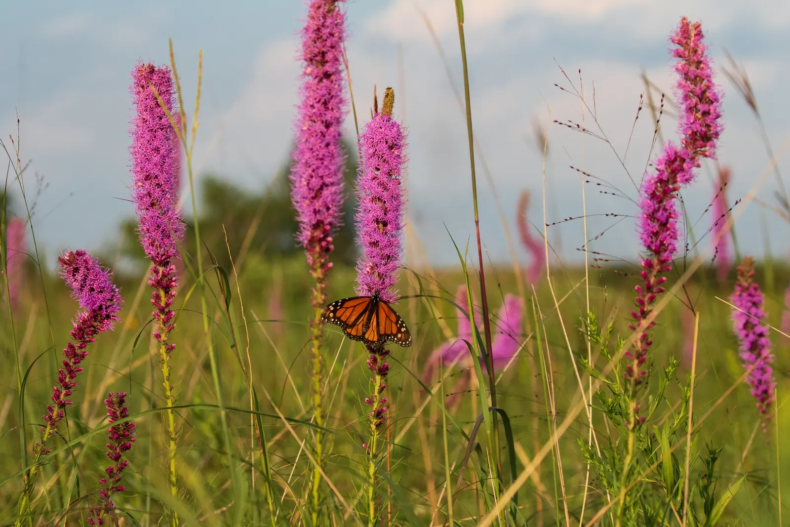 Spike Gayfeather, Blazing Star (Liatris Spicata) — It thrives in full sun and well-drained soils, blooming in late summer